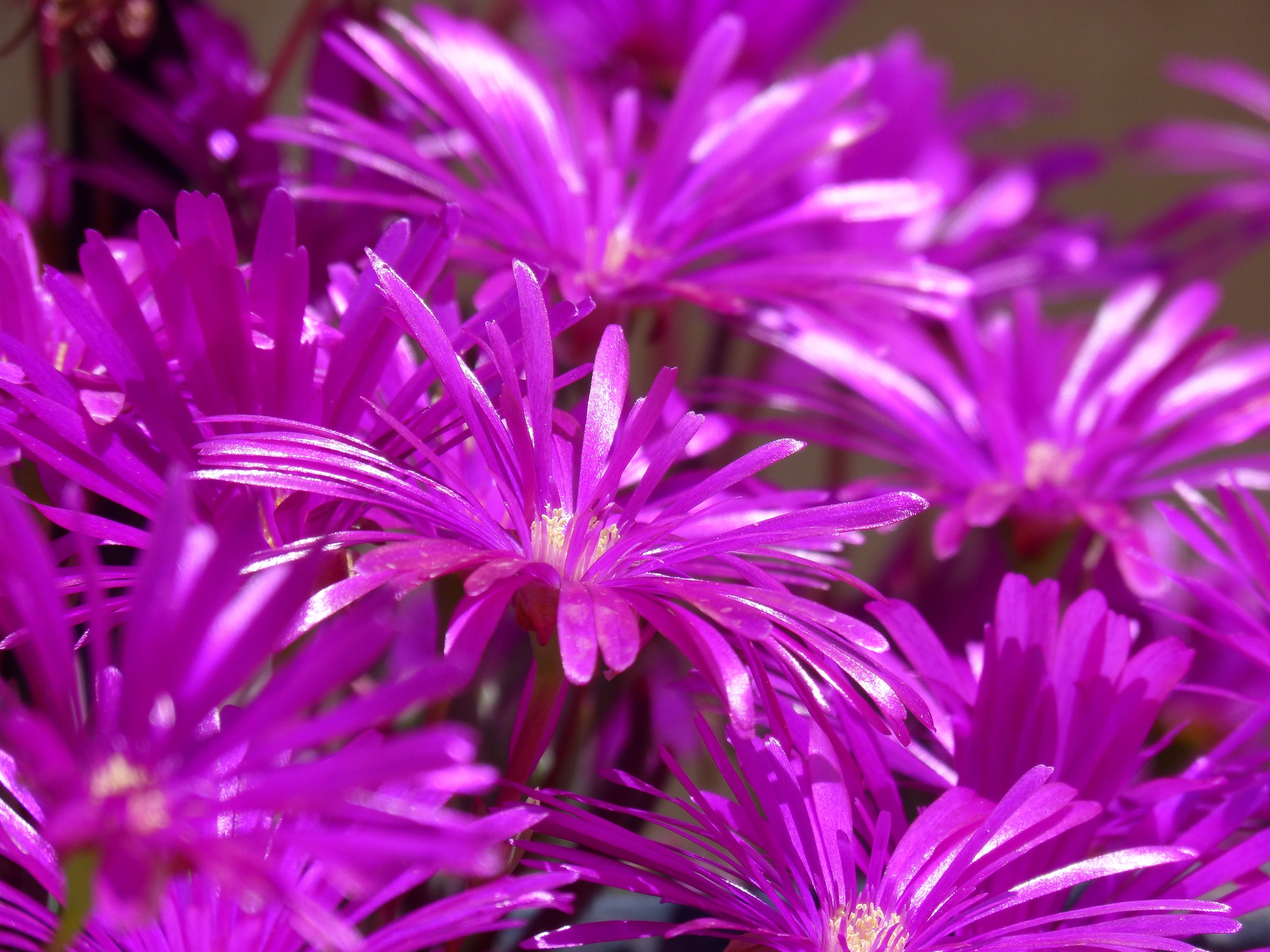 Aptenia Cordifolia, close-up, freshness, inflorescence, petal, growth, vulnerability, nature, gross floor, cordifolia, backgrounds, flower head, Floor, HD Wallpaper