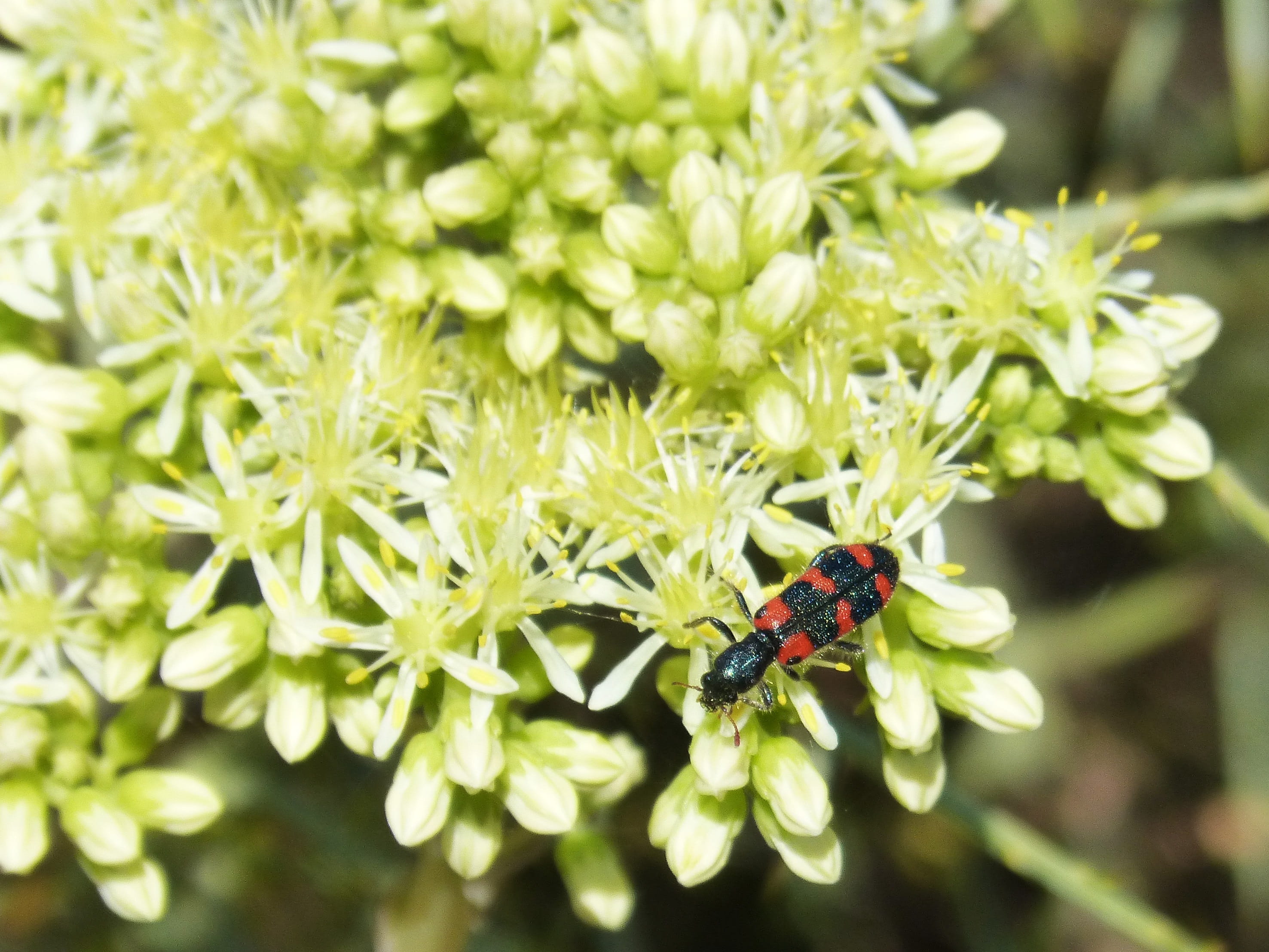 green color, animal wildlife, pollination, colóptero, Beetle, flower, insect, fragility, animals in the wild, vulnerability, gross floor, black and orange, HD Wallpaper