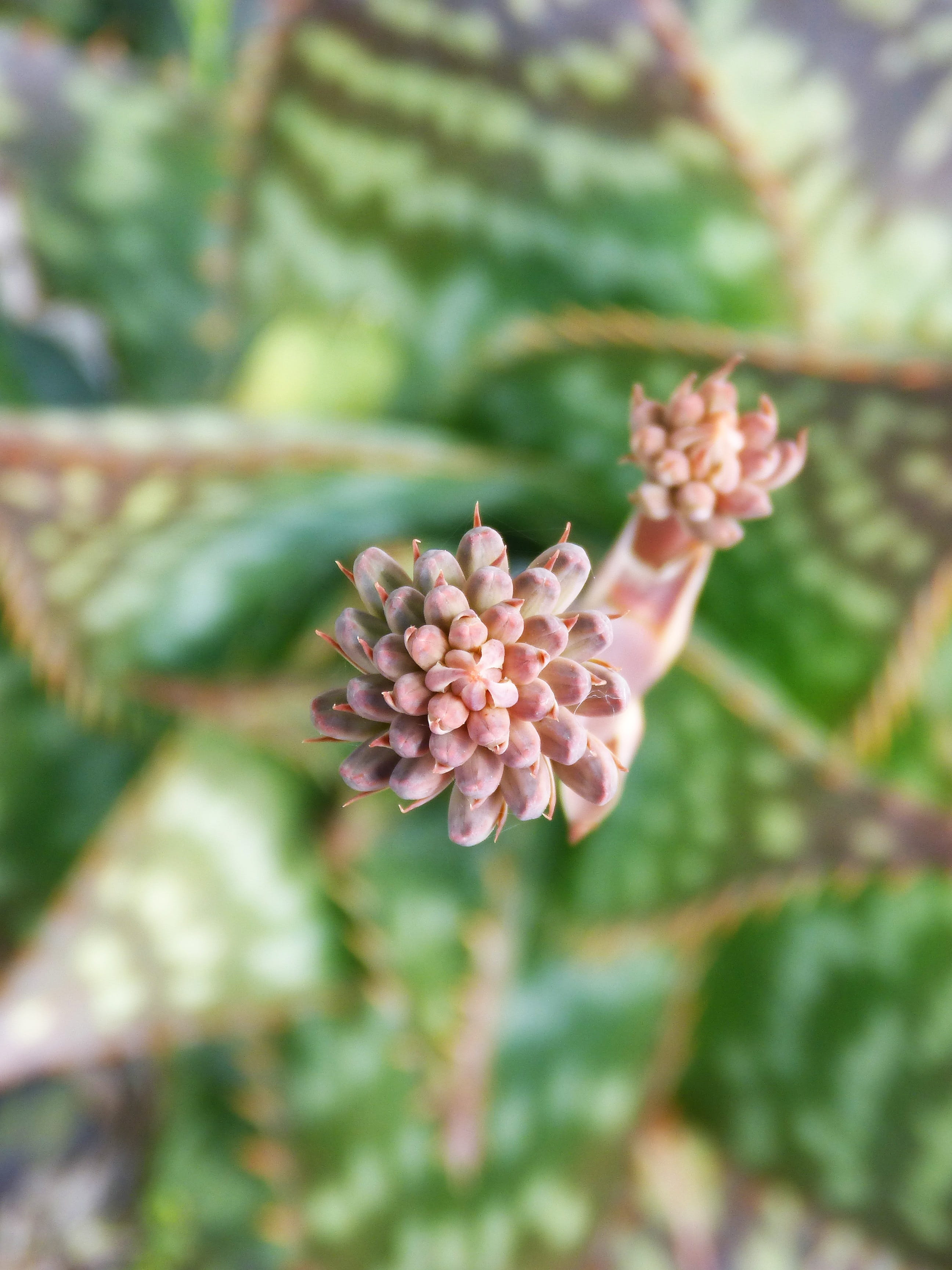 flowering plant, 2K, petal, plant part, succulent, selective focus, freshness, gross floor, inflorescences, beauty in nature, outdoors, flower, nature, Phone HD Wallpaper