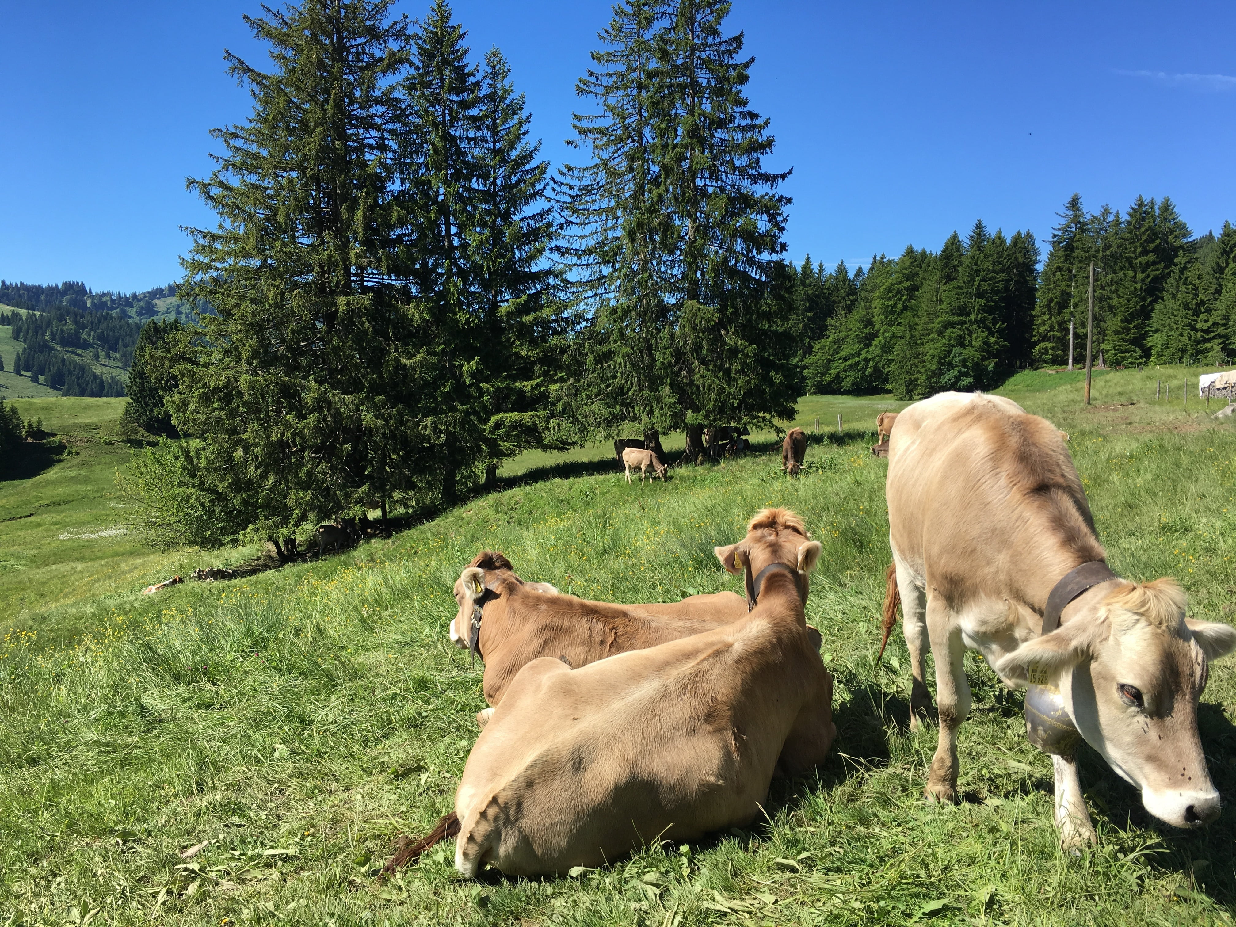 pets, animal family, cattle, animal themes, allgäu brown, day, cow, grass, pasture, allgäu, vertebrate, imberg, oberstaufen, alm, tree, animal, mammal, HD Wallpaper