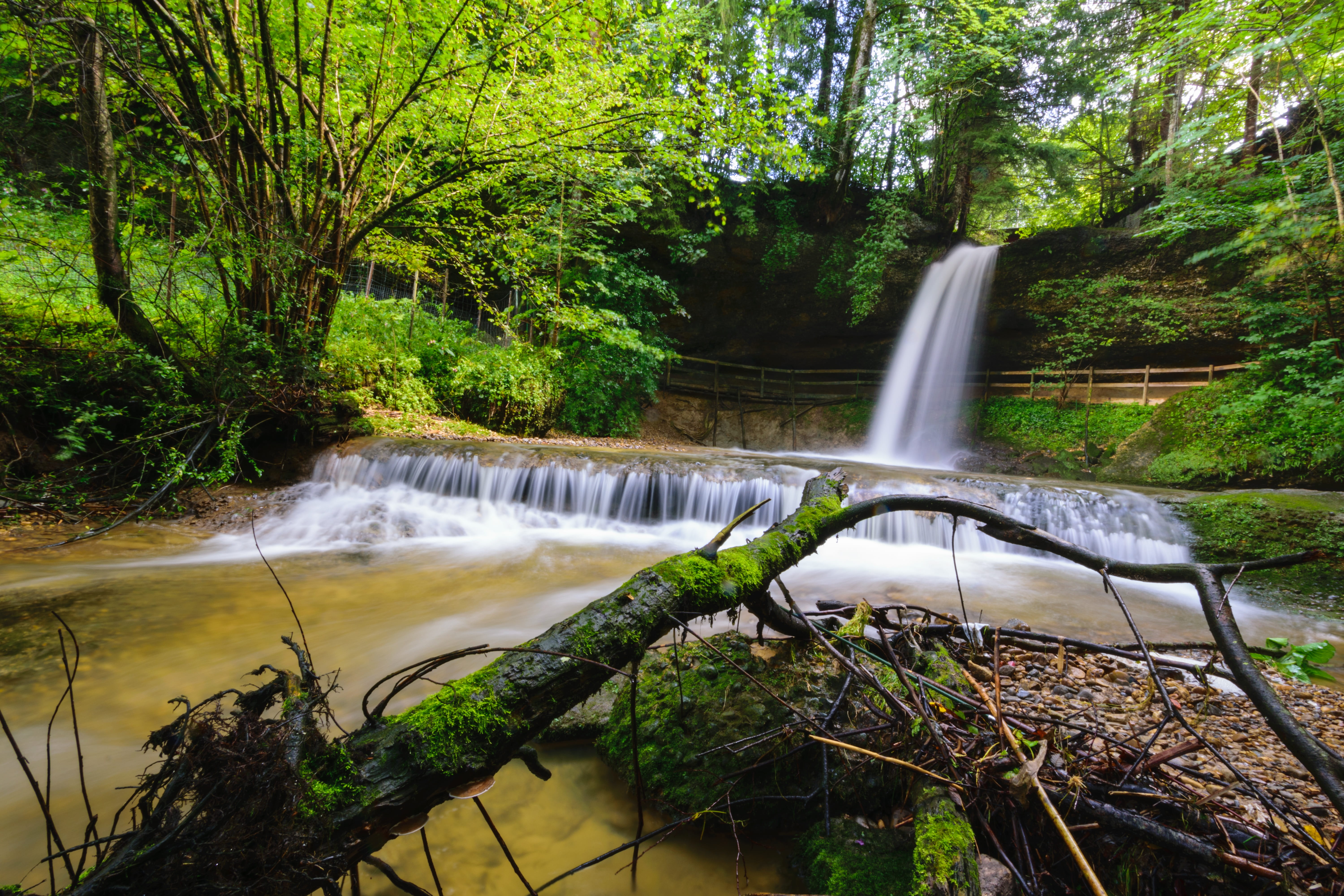 tree, flowing water, leaf, waters, landscape, scheidegg, waterfall, power in nature, plant, green color, land, scenics - nature, pretty, summer, motion, HD Wallpaper
