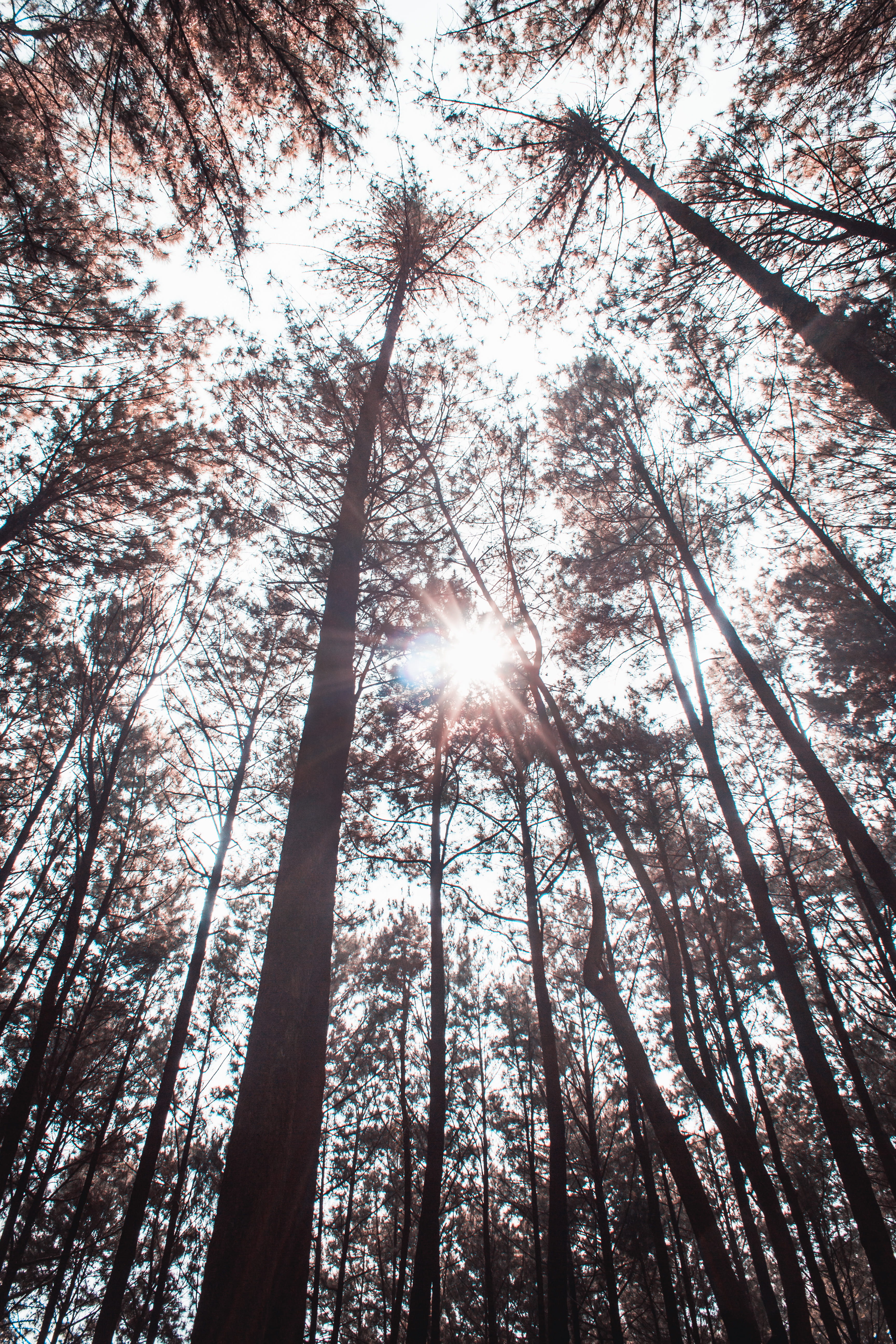 tree canopy, growth, solar flare, abies, tall - high, land, forest, sun, sunlight, streaming, light, no people, low angle view, beauty in nature, outdoors, Phone HD Wallpaper