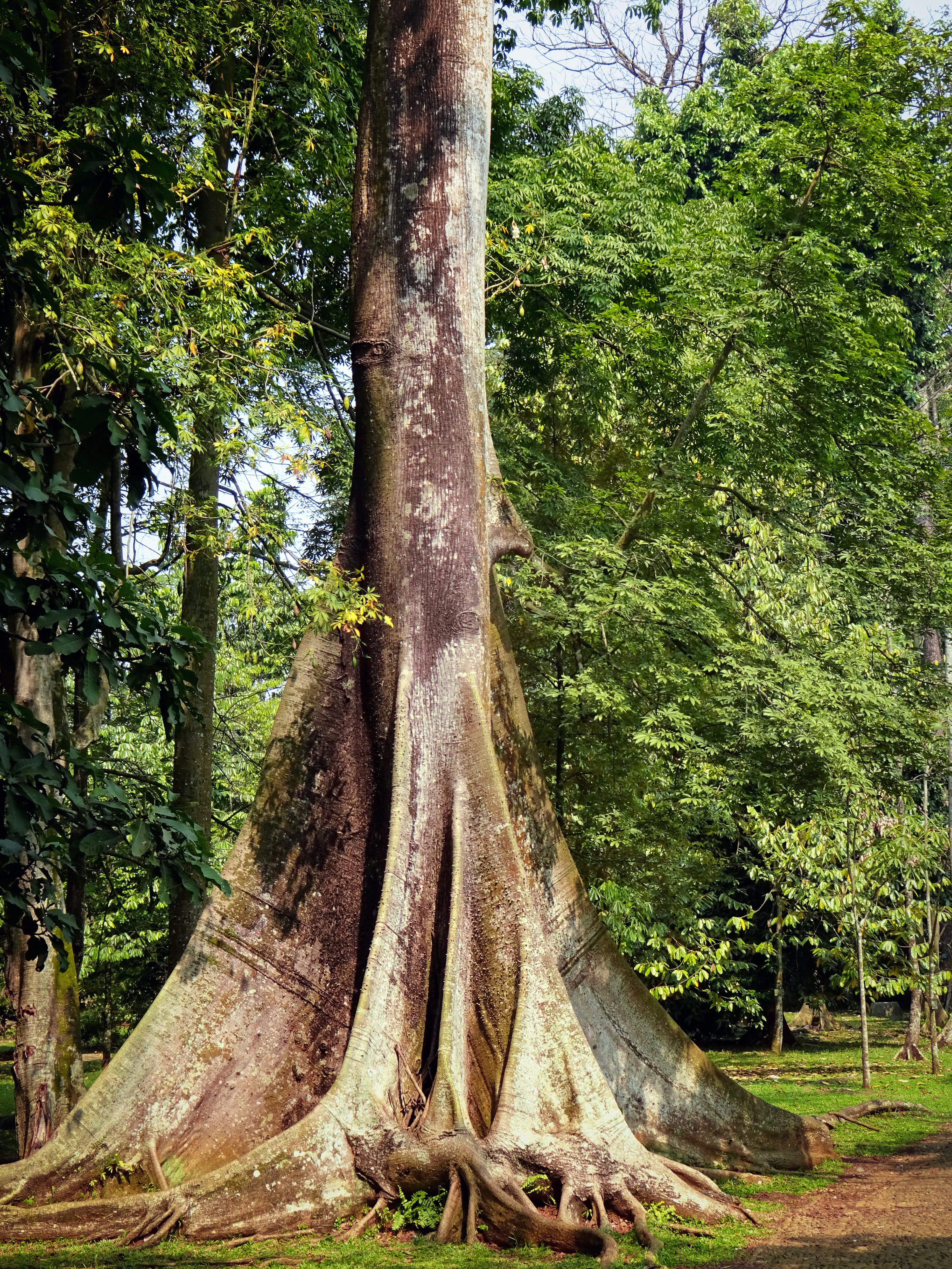 no people, jalan kebun raya bogor, tranquility, day, bark, big tree, nature, large, land, park, root, forest, bogor, 4K, kapuk tree, green, green color, Phone HD Wallpaper