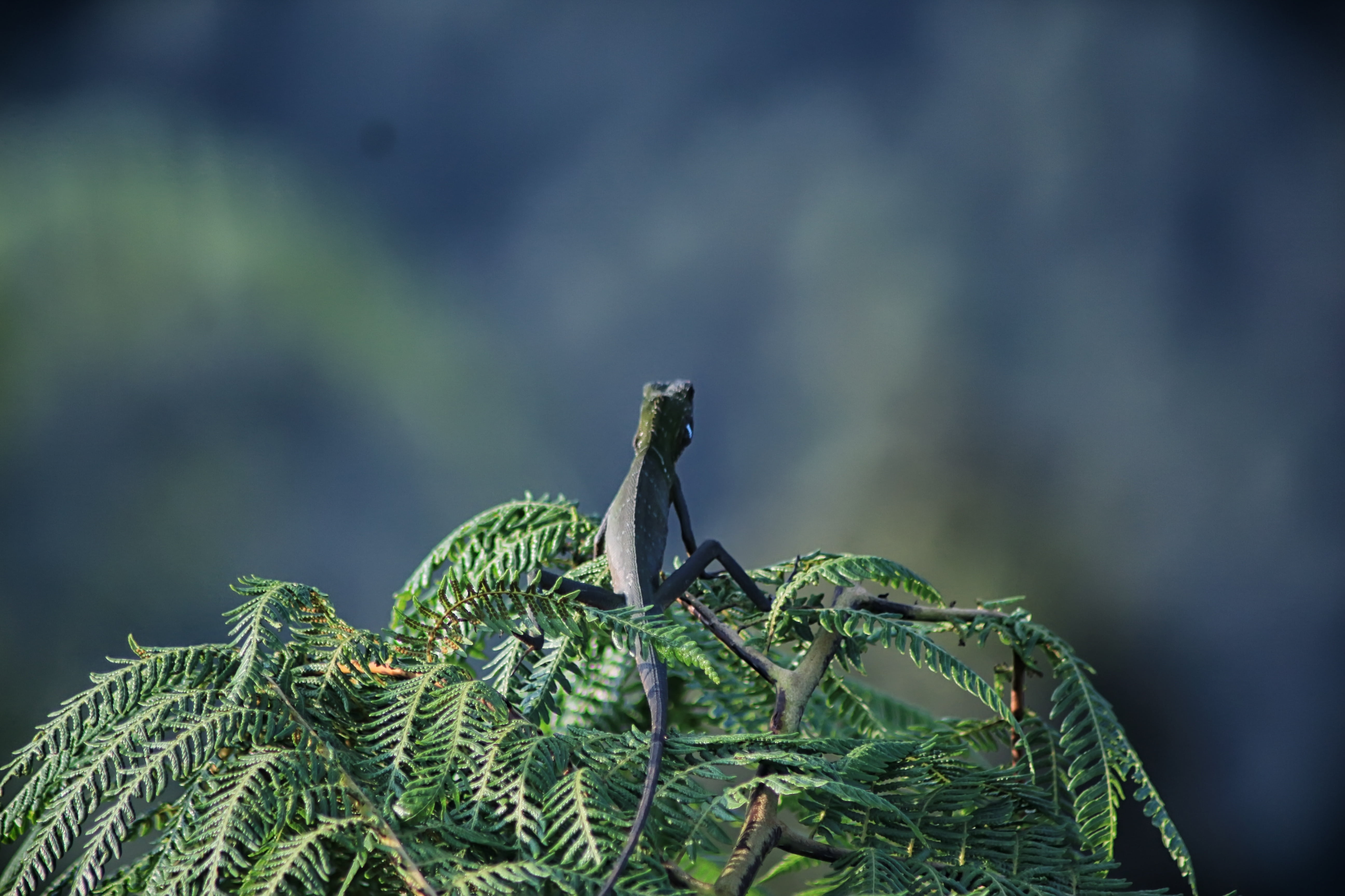 tree, selective focus, pine tree, no people, animals in the wild, beauty in nature, growth, 5K, forest, nature, animal themes, animal wildlife, focus on foreground, HD Wallpaper
