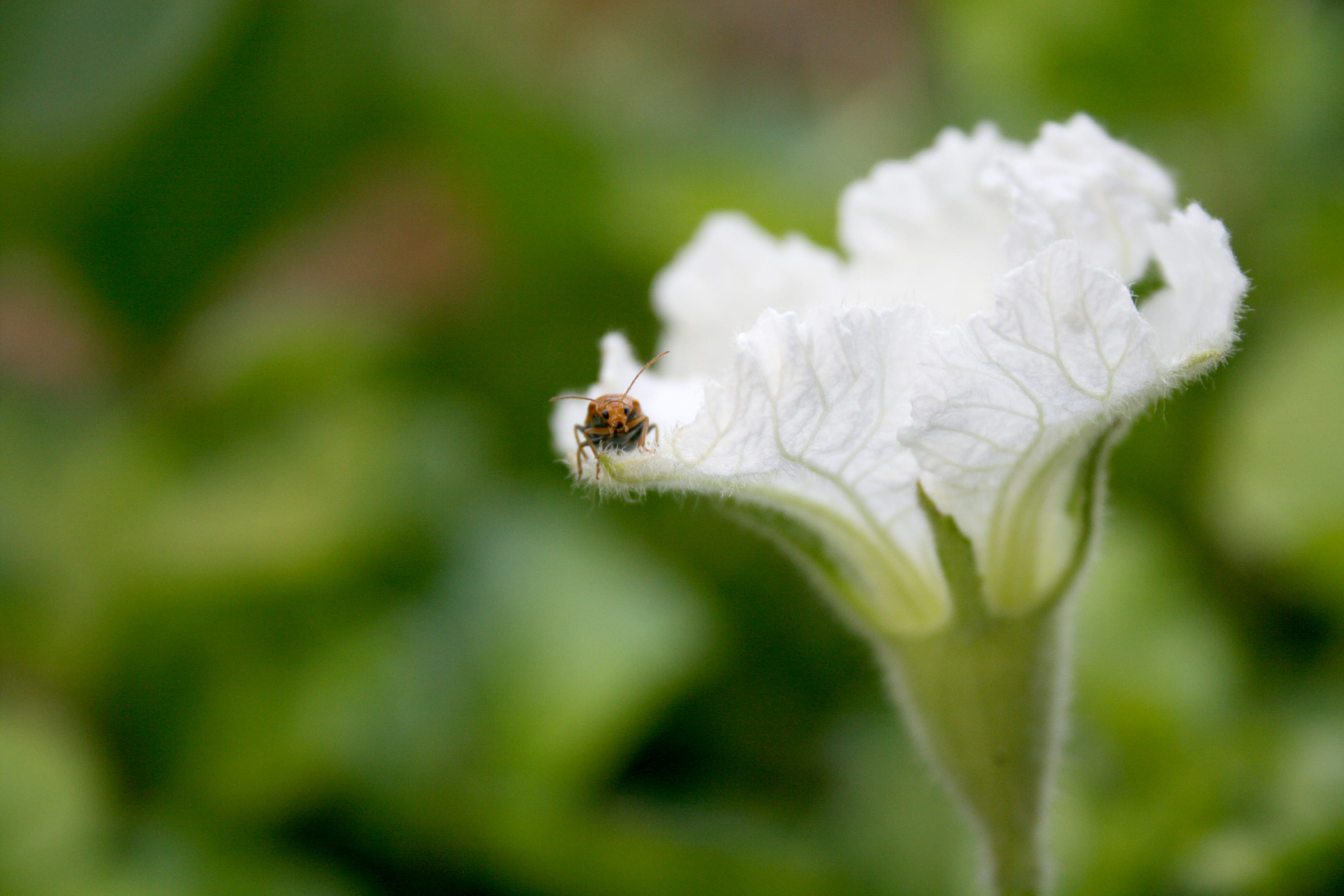 vulnerability, invertebrate, freshness, growth, one animal, flower head, day, white color, pollination, 4K, fragility, outdoors, indonesia, flowering plant, HD Wallpaper