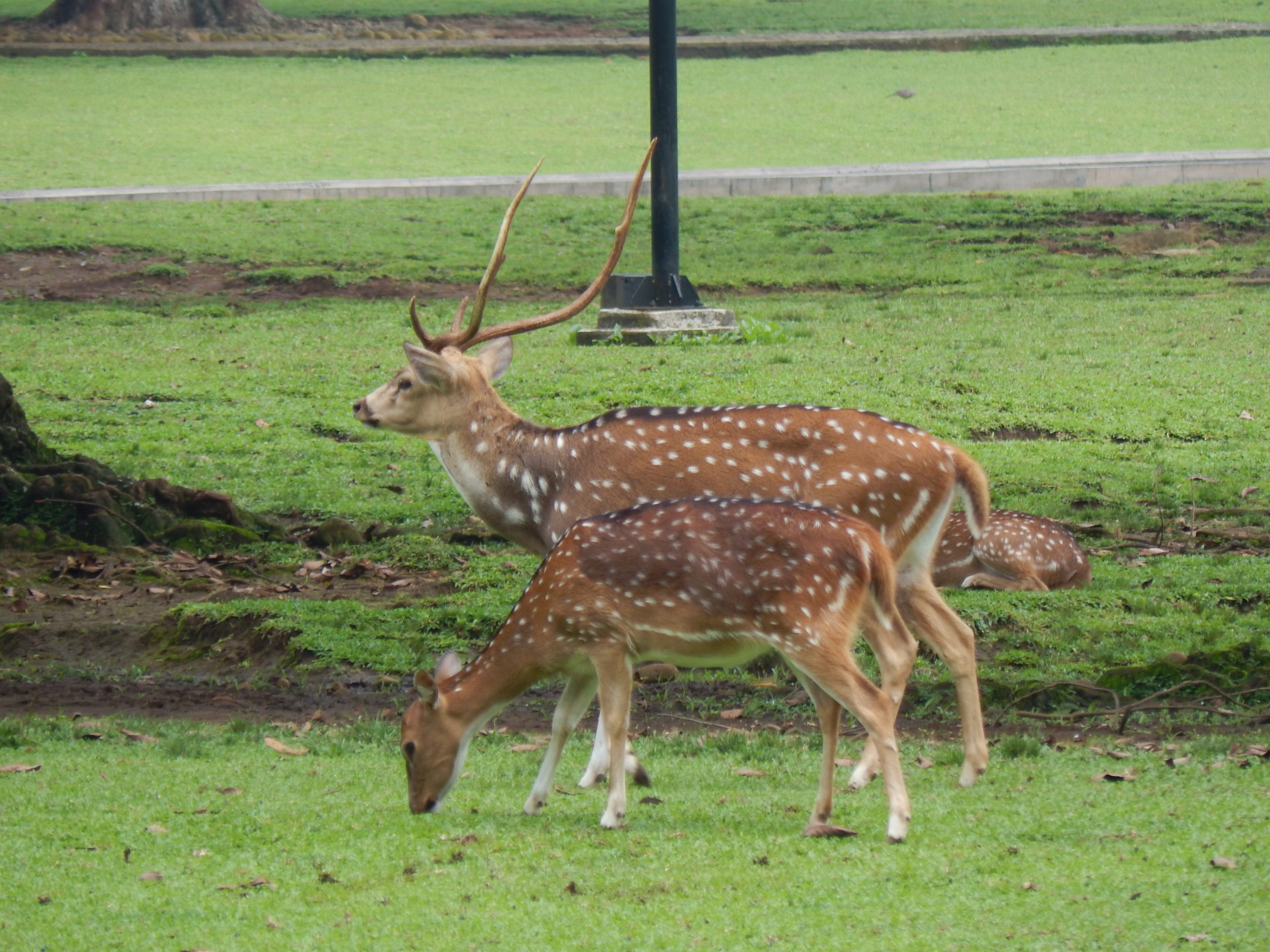 happy, full length, no people, outdoor, tree, park, enjoy, Wildlife, animal themes, standing, safari, animals in the wild, happiness, day, 4K, mammal, HD Wallpaper