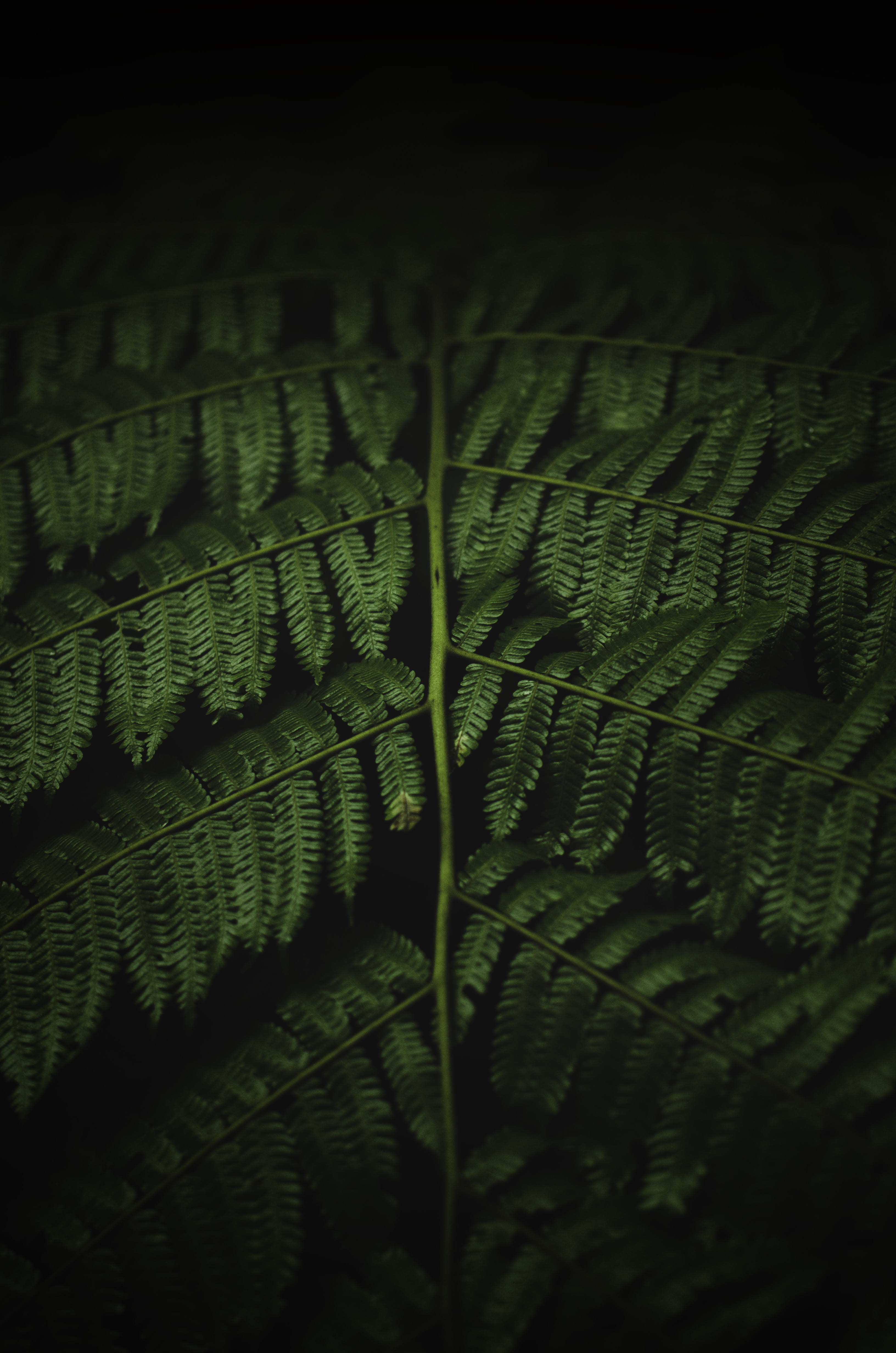 natural pattern, pattern, plant, morning, plant part, botany, bogor, textured, nature, no people, beauty in nature, growth, leaf, indonesia, leaves, green color, Phone HD Wallpaper