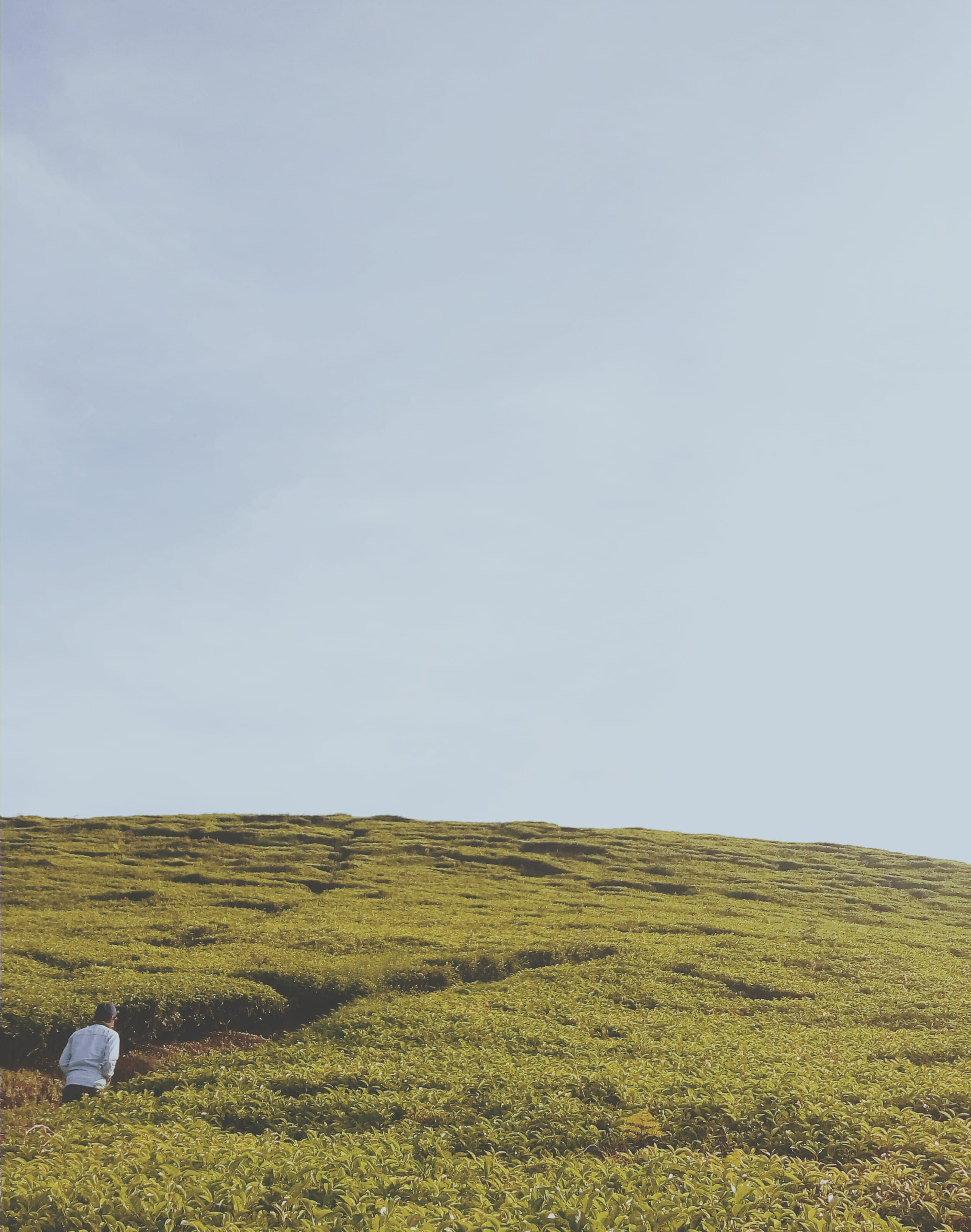 indonesia, grass, no people, tranquility, rural scene, sky, outdoors, copy space, scenics - nature, clear sky, landscape, field, beauty in nature, environment, Phone HD Wallpaper