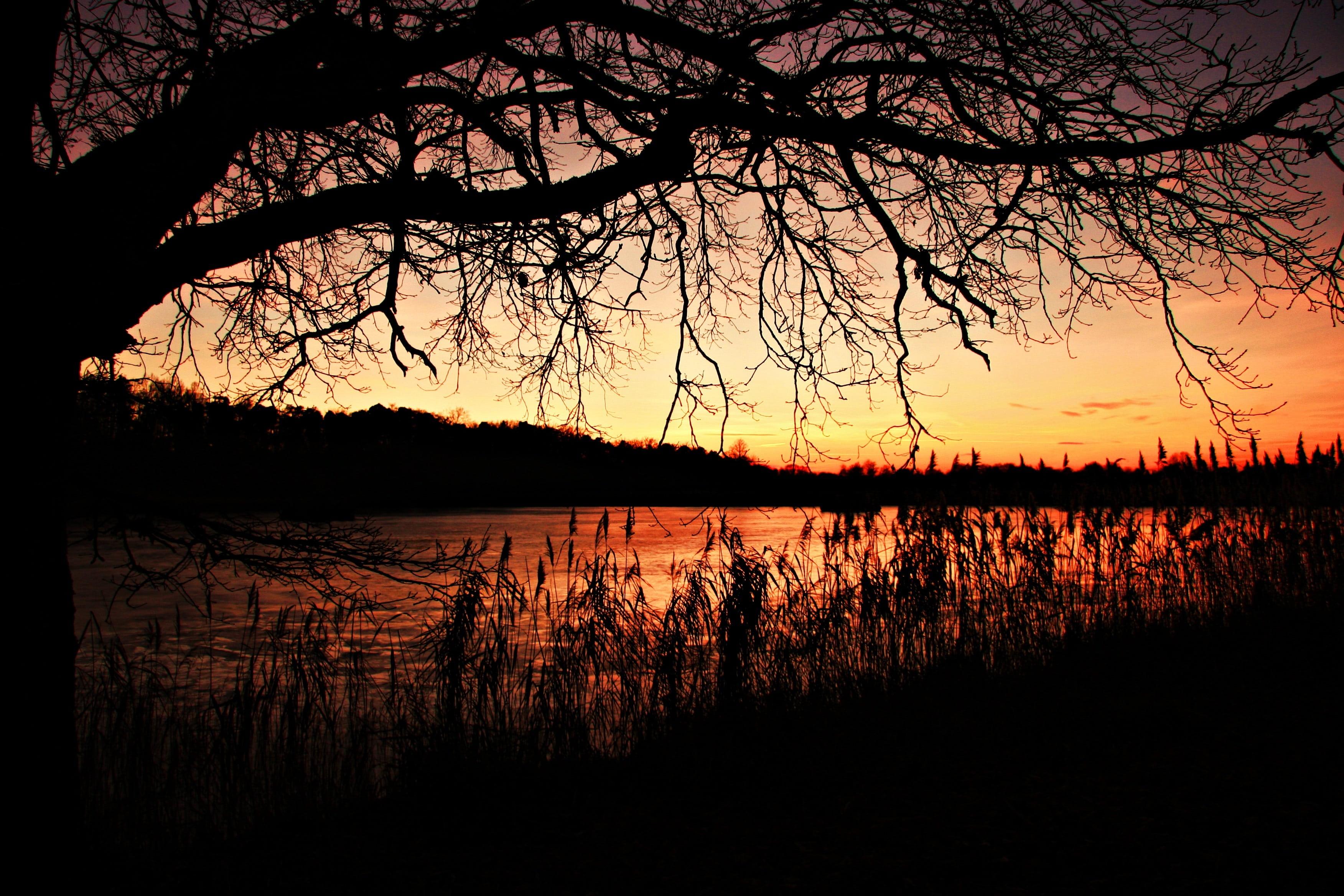 aesthetic, plant, back light, atmospheric, dusk, red, 2K, morsch, reed, water, forest, reflection, majestic, orange color, romantic sky, afterglow, tree, HD Wallpaper