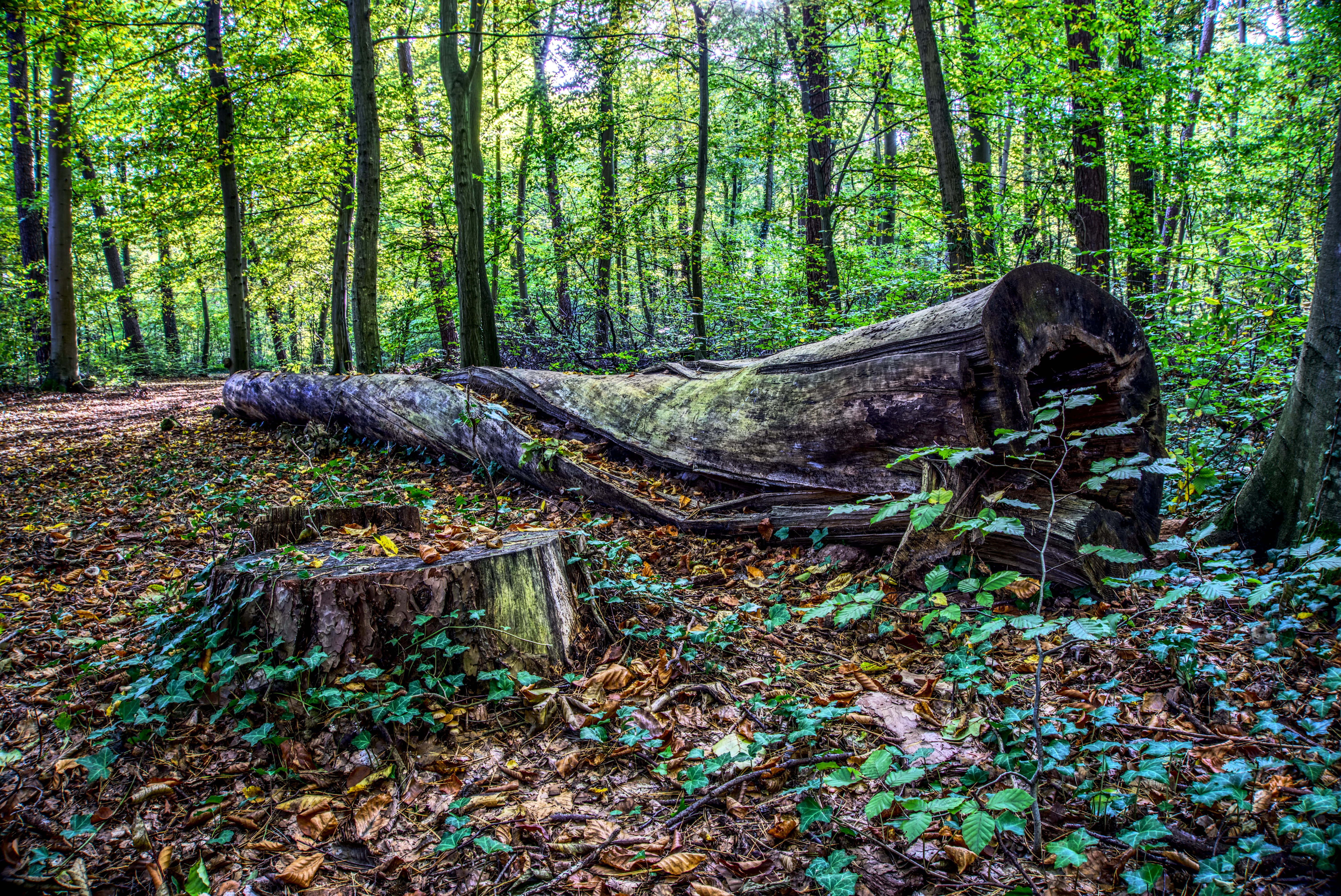 cut out, tree trunk, growth, tranquil scene, tree, woodland, wood, rotten wood, land, log, broken, hdr, root, lazy, bark, morsch, day, 5K, beauty in nature, HD Wallpaper