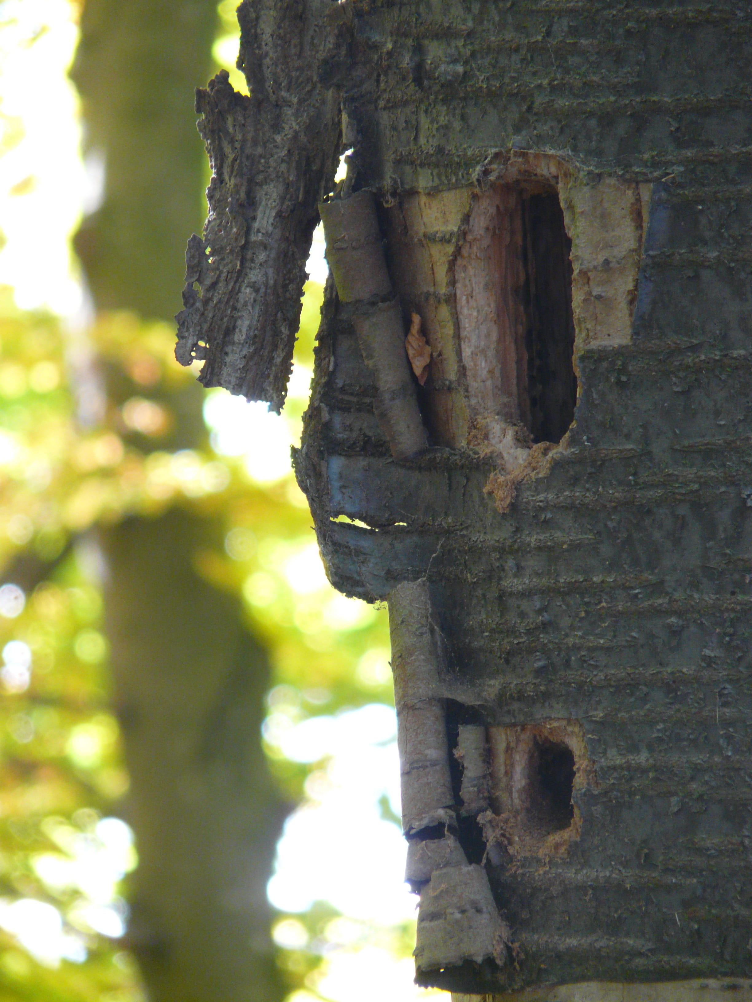 plant, hollow, day, injury, focus on foreground, Nest, hole, Cavity, trunk, outdoors, textured, woodpecker cave, close-up, 2K, no people, forest, old, Phone HD Wallpaper