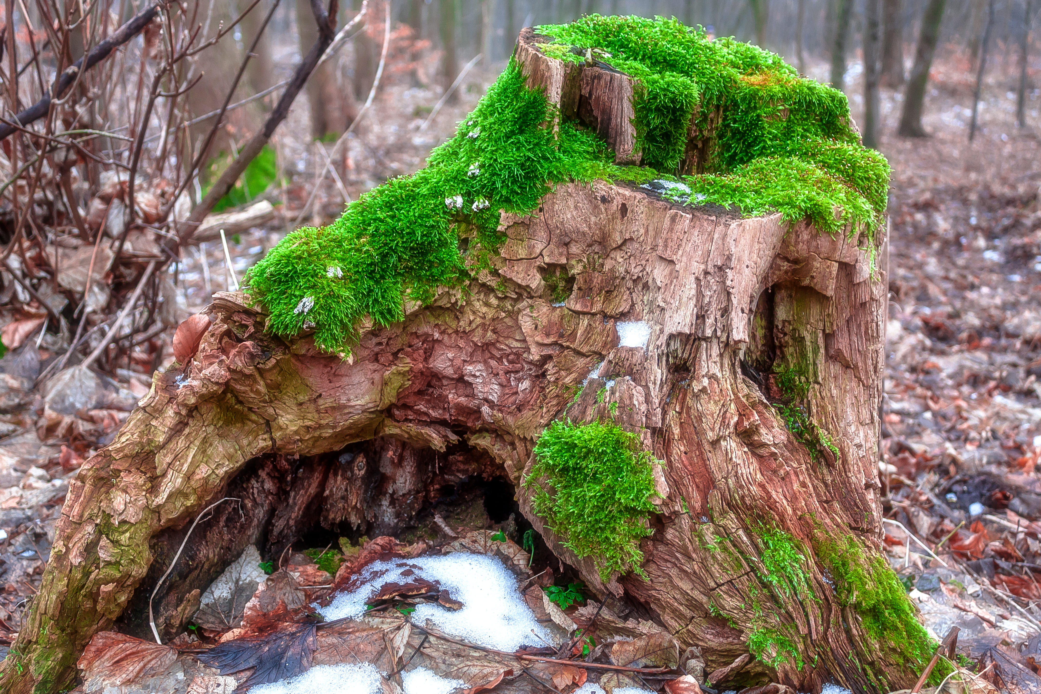 day, morsch, growth, tree, focus on foreground, textured, old, rot, green, autumn forest, close-up, photo, brown, trunk, plant, dead plant, 4K, landscape, HD Wallpaper