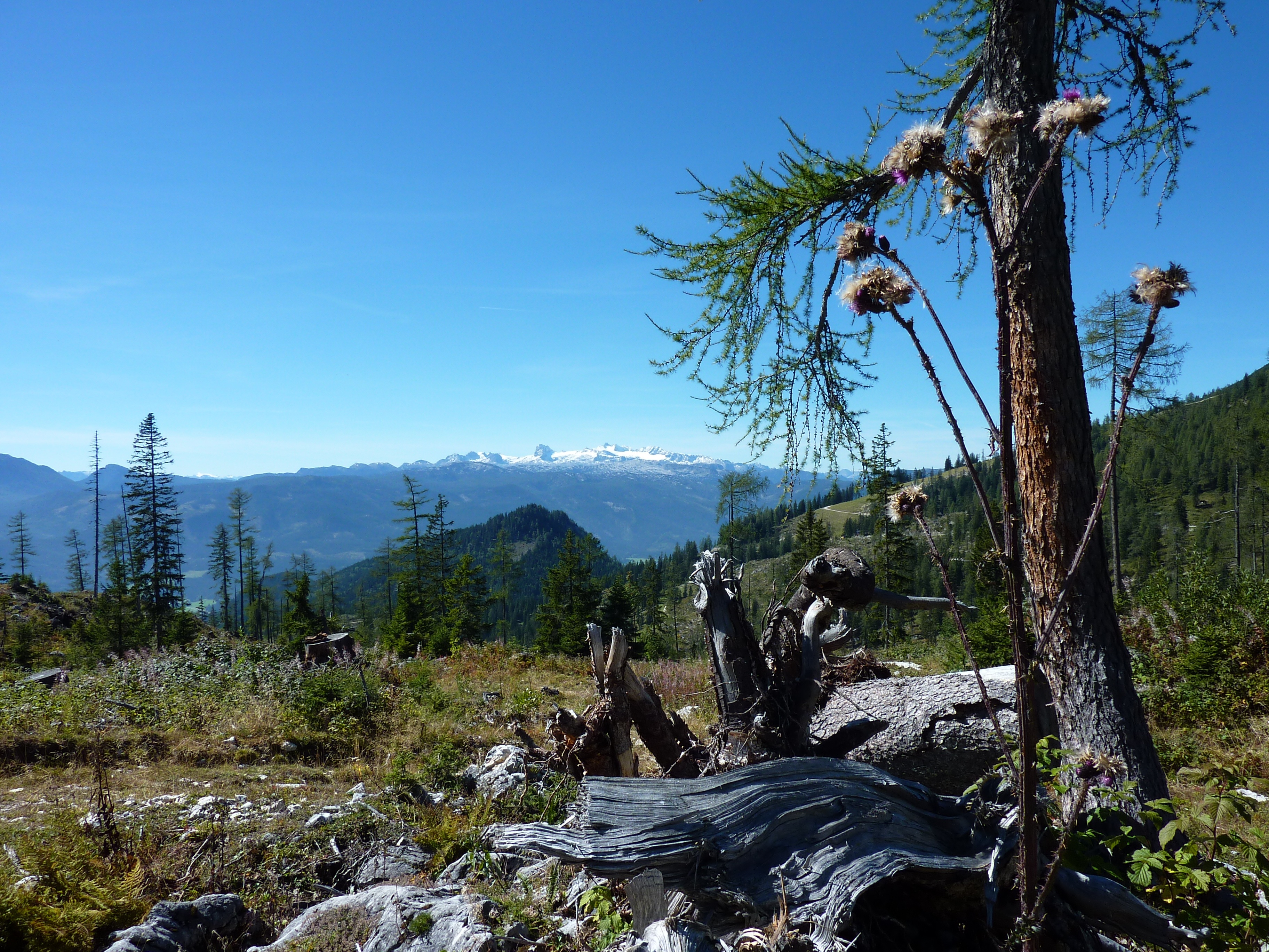 forest, rock, weathered, kitzbuehel, morsch, non-urban scene, solid, day, growth, mountain, environment, tranquil scene, tree, tranquility, beauty in nature, HD Wallpaper
