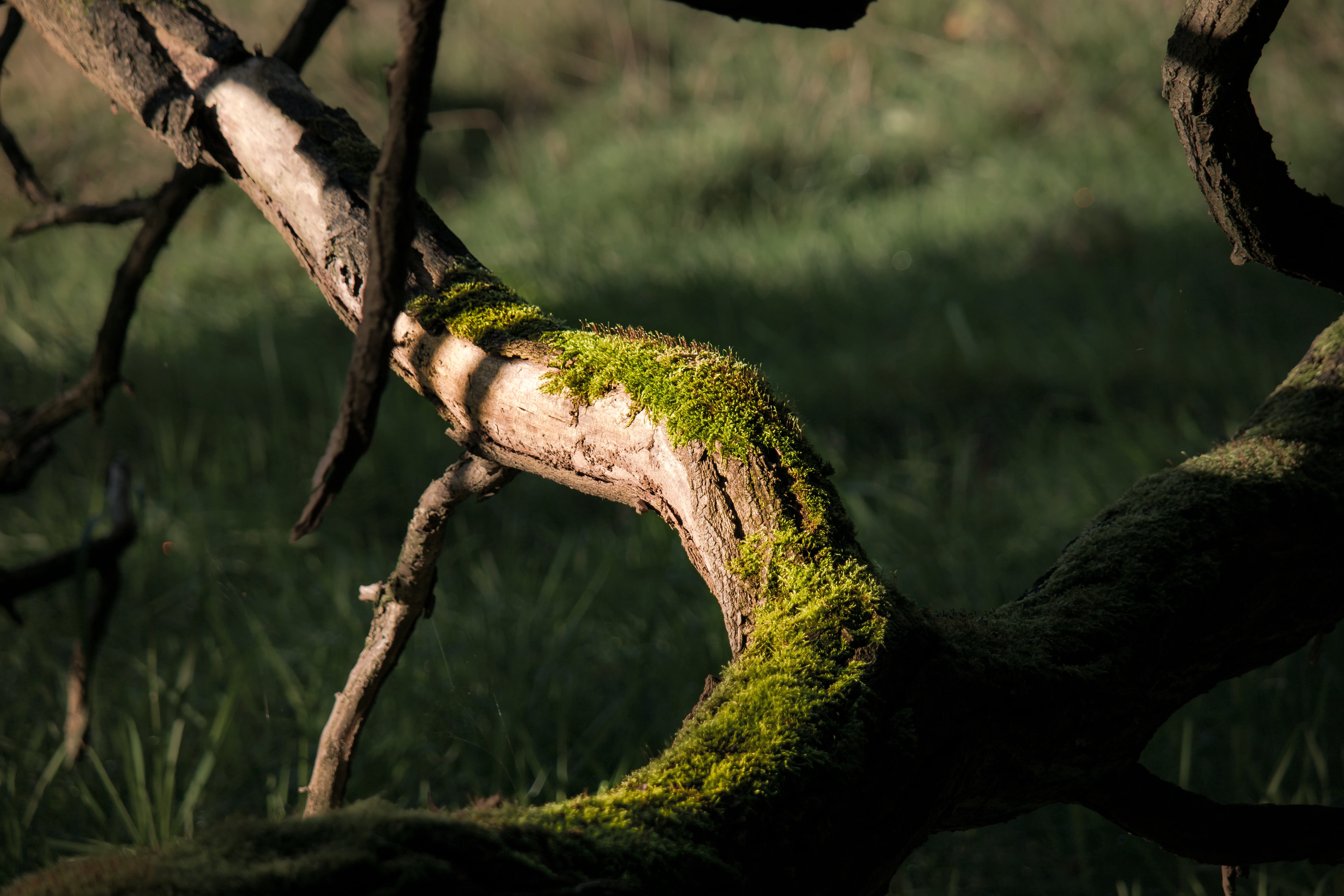 plant, log, shadow, dead, vertebrate, branch, tree trunk, animal wildlife, day, autumn, forest, light, 5K, morsch, old, mystical, one animal, trunk, animals in the wild, HD Wallpaper