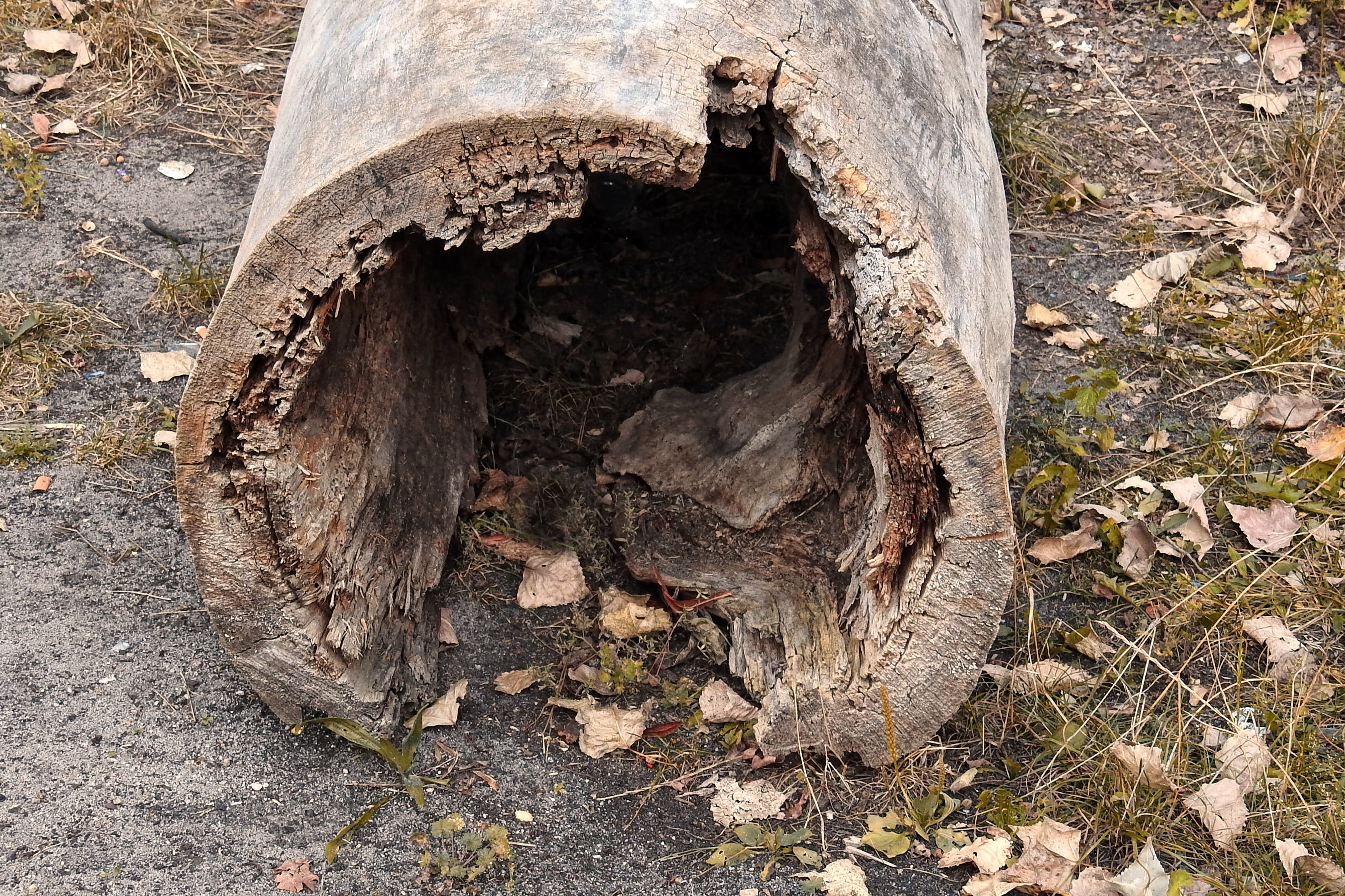 morsch, wood, trunk, day, bark, high angle view, hollow tree trunk, plant, close-up, outdoors, no people, old, tree, land, forest, nature, log, leaf, deforestation, HD Wallpaper