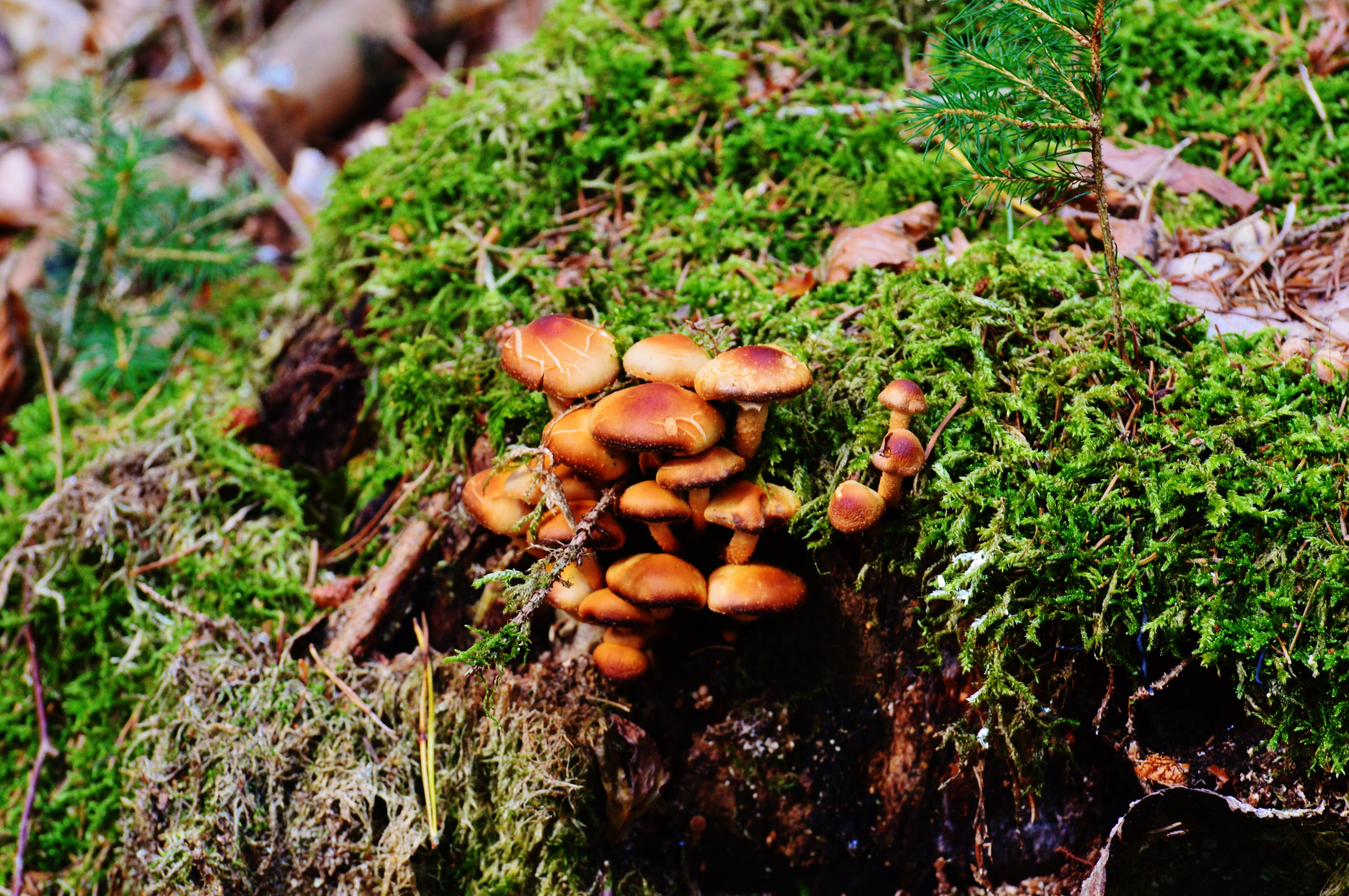 field, high angle view, plant, close-up, land, morsch, food, freshness, wellbeing, vegetable, forest, outdoors, tree fungus, growth, no people, mushroom, HD Wallpaper
