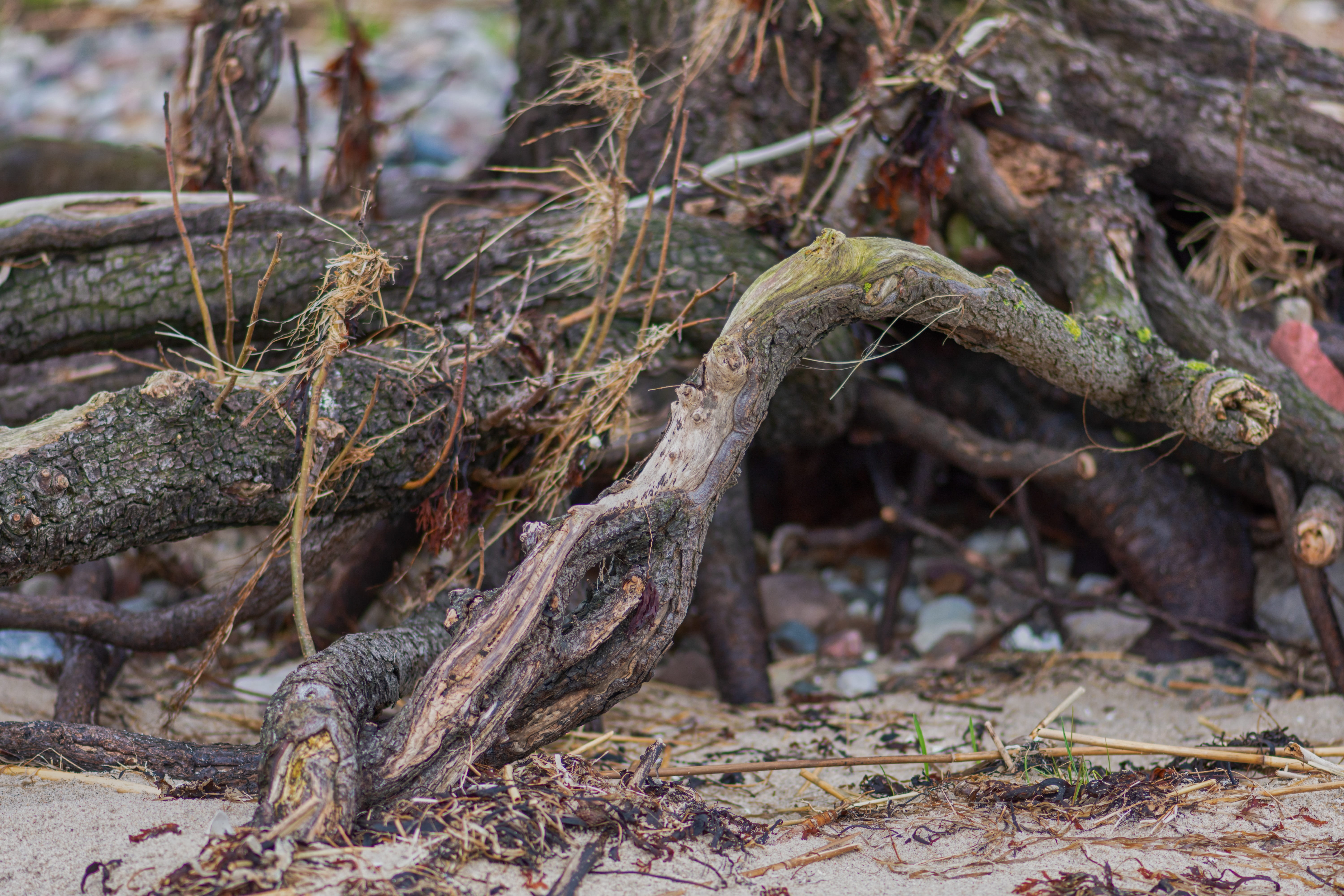 lizard, forest, growth, structure, plant part, morsch, rügen, tree, 5K, wood, focus on foreground, old, field, bark, falling, rots, reptile, land, no people, HD Wallpaper