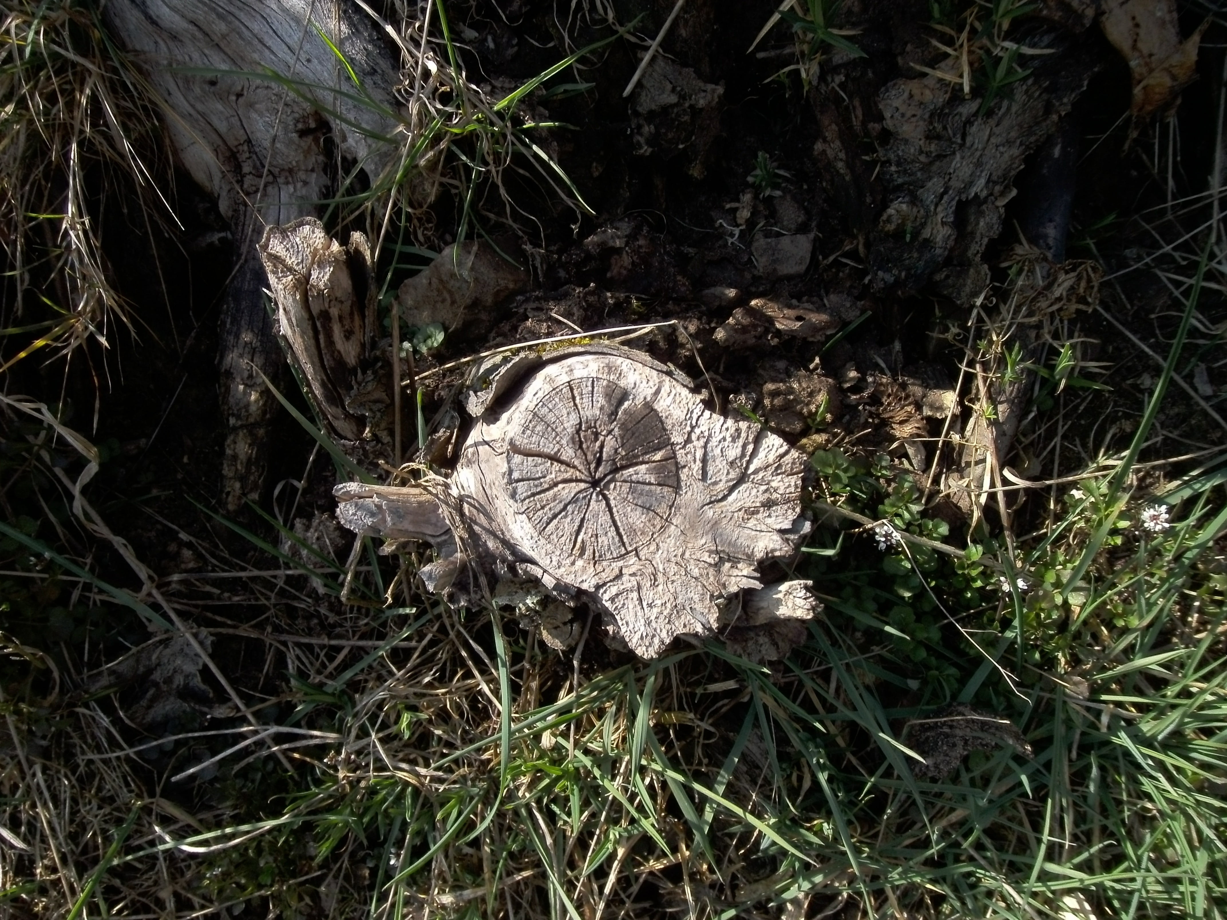 mushroom, forestry, field, brown, fallen tree, old, tree trunk, fracture, morsch, leaf, tranquility, land, dead plant, broken, tree, sawed off, butt, decay, HD Wallpaper