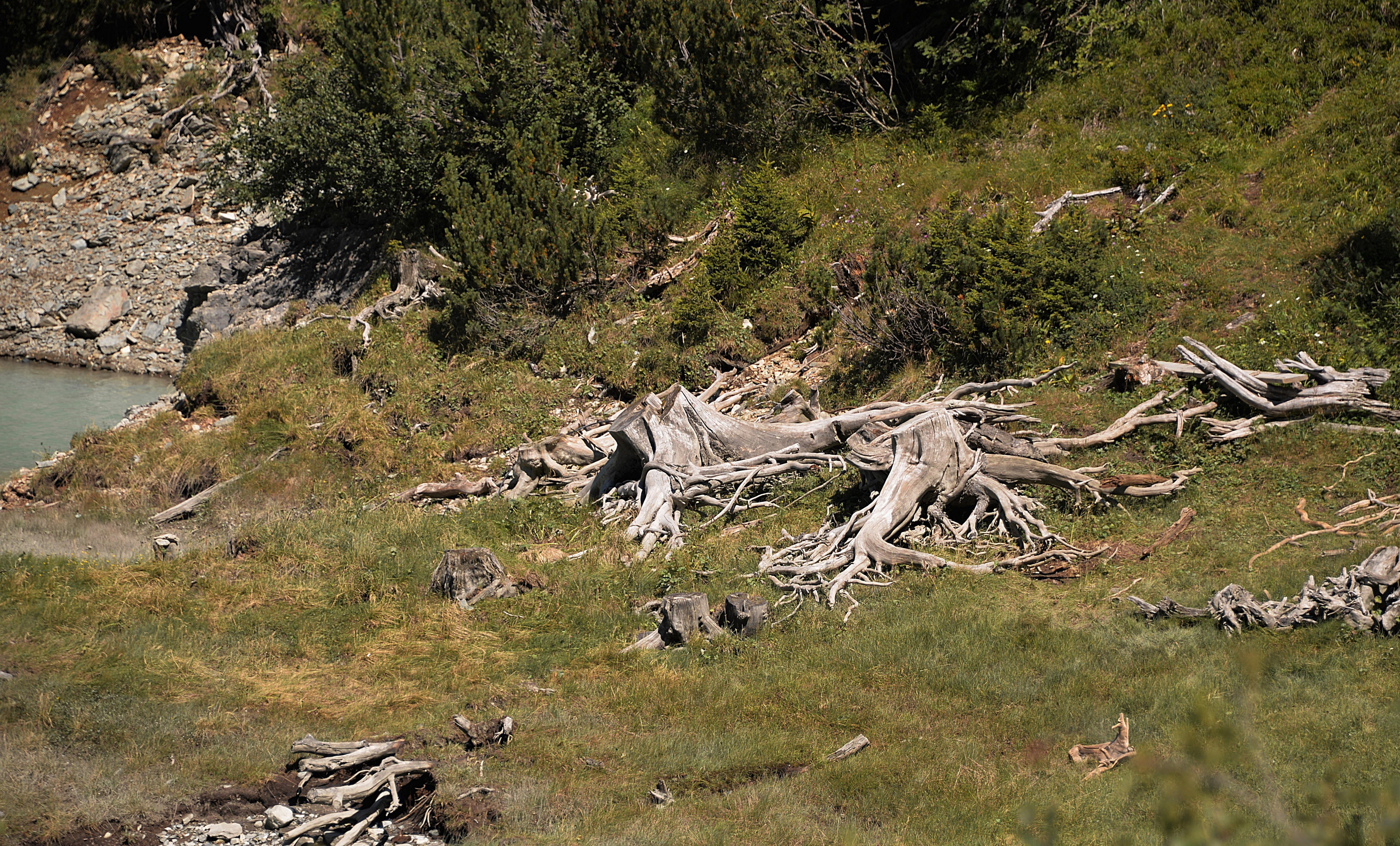 plant, day, grass, forest, vertebrate, decay, old, nature, water, animal wildlife, no people, group of animals, tree, land, mammal, morsch, non-urban scene, HD Wallpaper