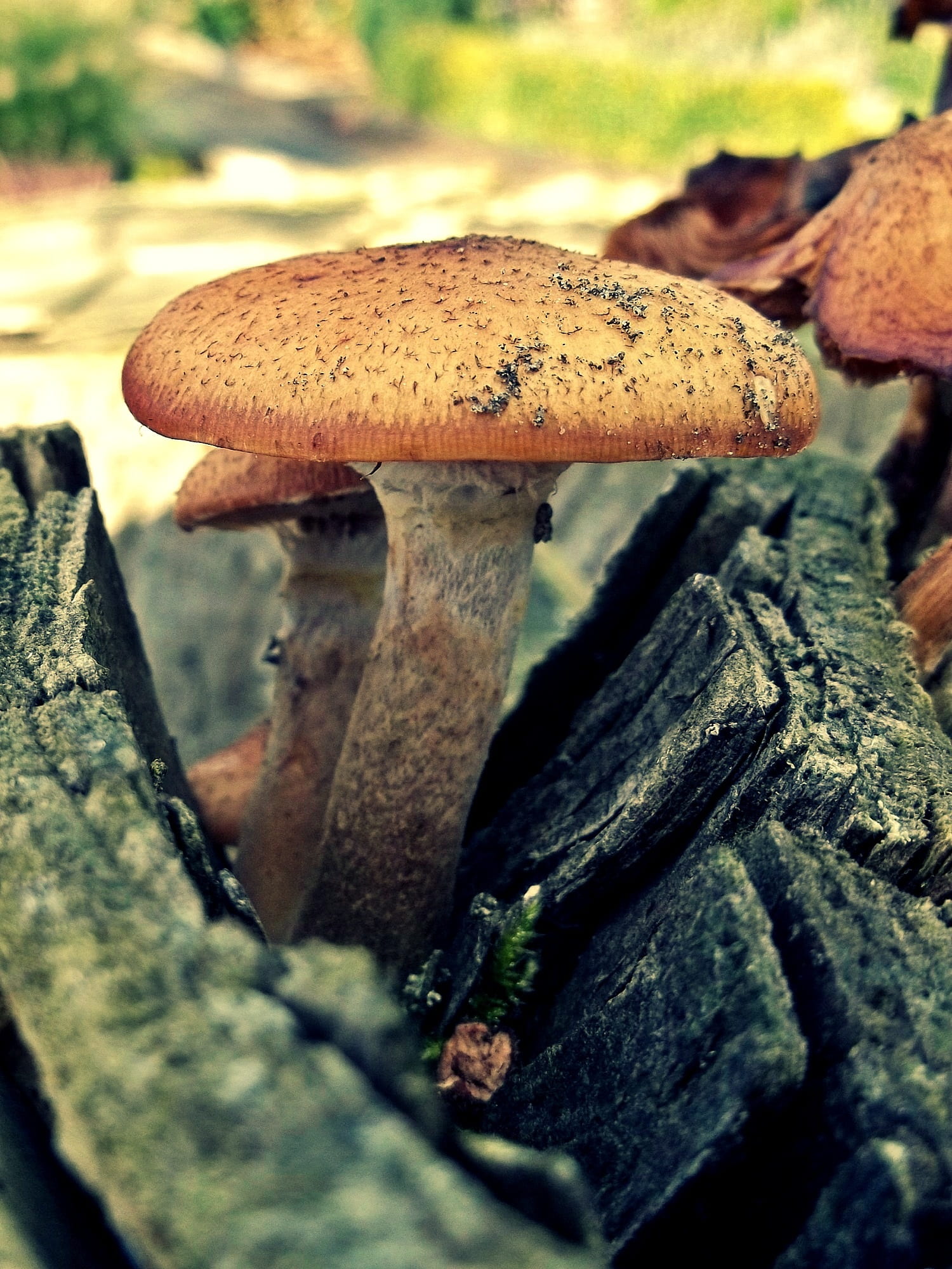 log, growth, plant, fungus, close-up, vulnerability, surface level, tree, 1080P, toadstool, day, selective focus, tribe, nature, field, mushroom, fragility, Phone HD Wallpaper