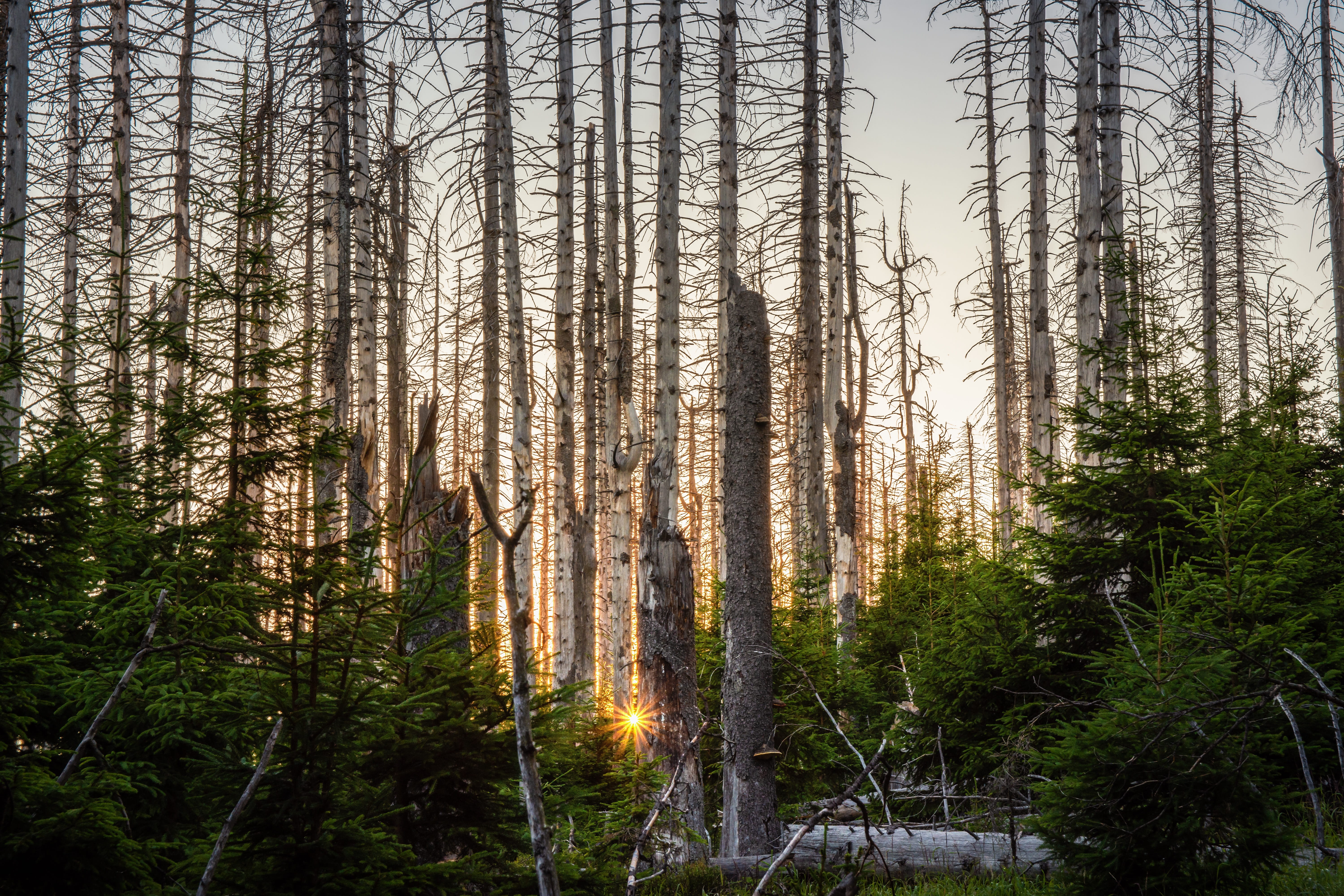 growth, totwald, broken, pine woodland, woodland, outdoors, morsch, nature, sunset, coniferous tree, no people, 5K, pine tree, tranquility, green, trunk, HD Wallpaper