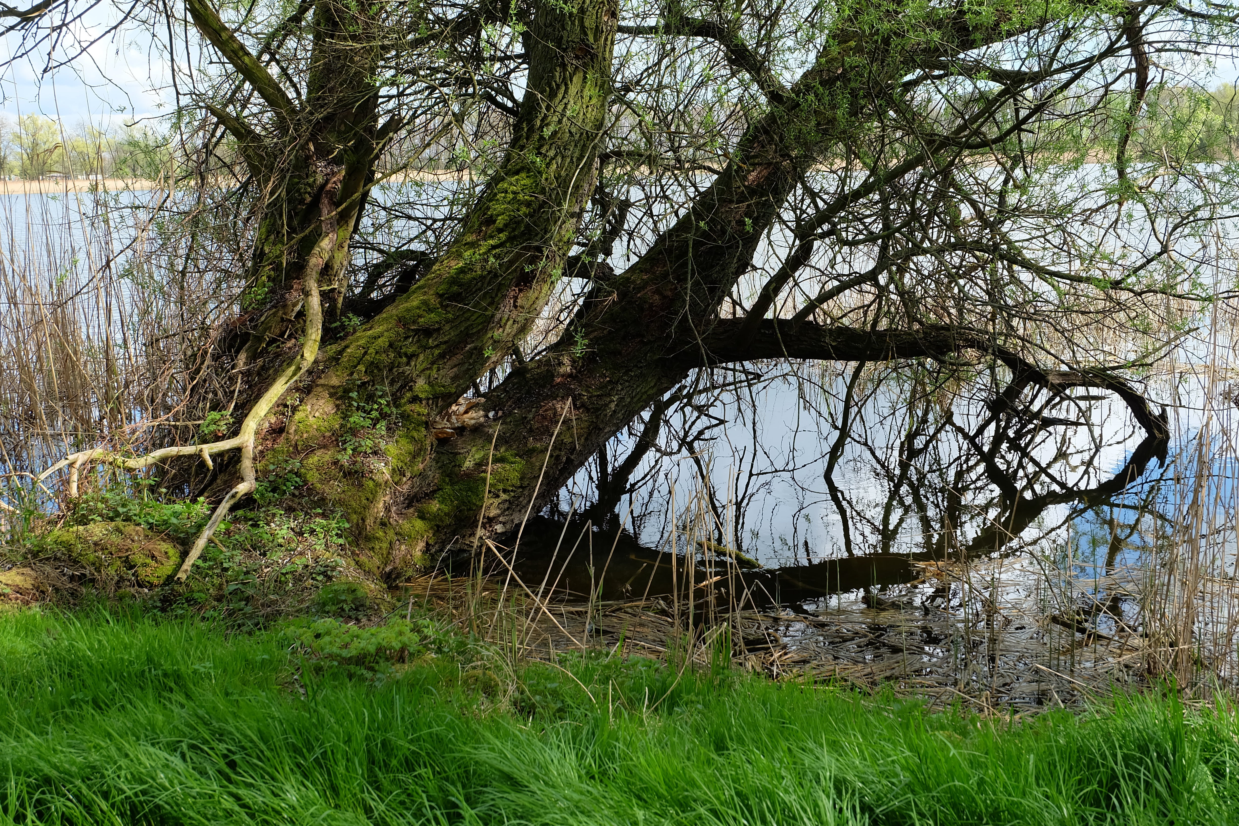 growth, old pasture, tranquility, green color, day, lake, no people, grass, non-urban scene, lakeside, gnarled, beauty in nature, ailing, log, willow tree, HD Wallpaper