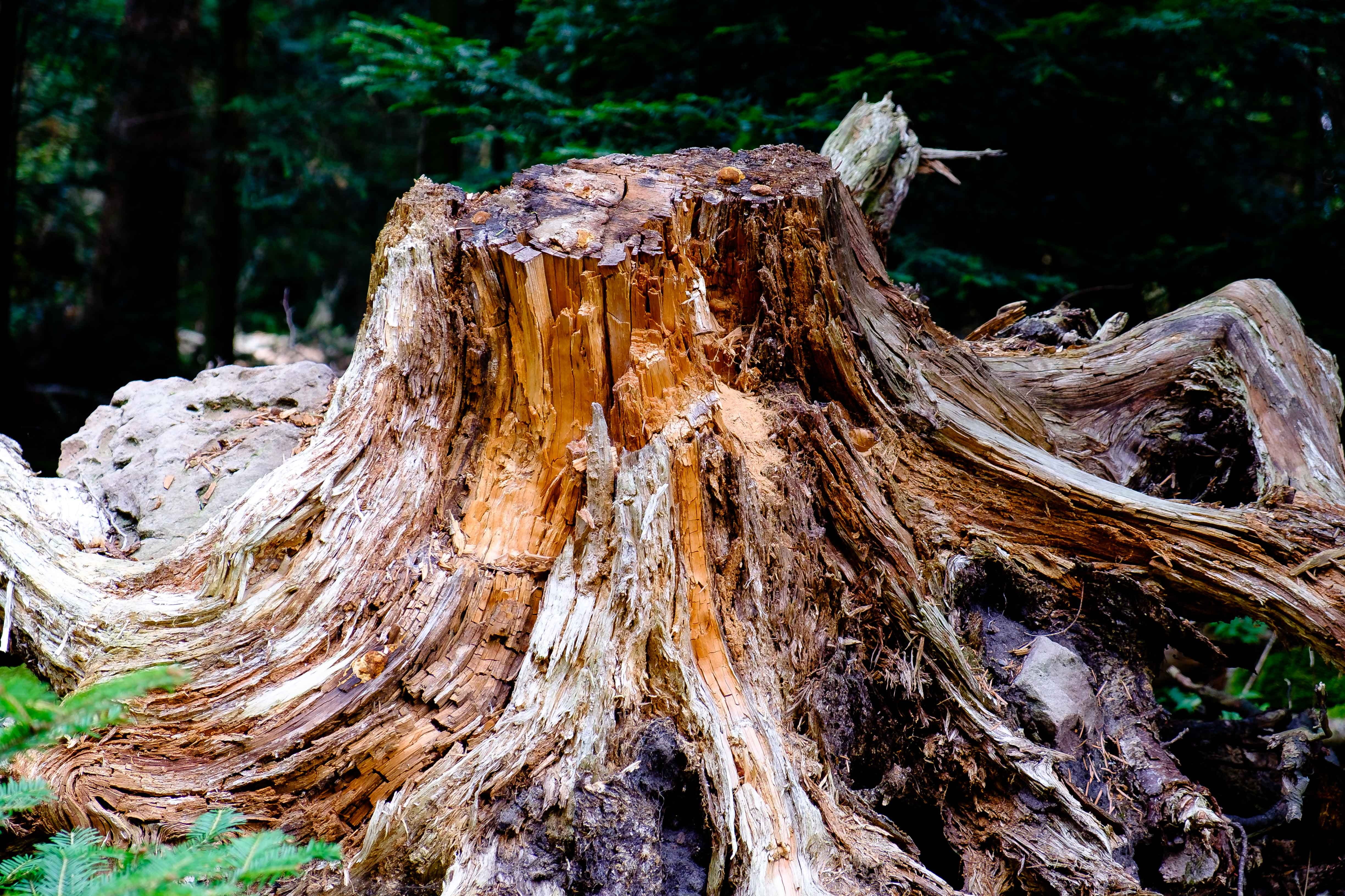 Tree, plant, rotten wood, no people, outdoors, Mood, deforestation, dead plant, old tree, bark, 4K, grain, tree trunk, close-up, morsch, land, timber, HD Wallpaper