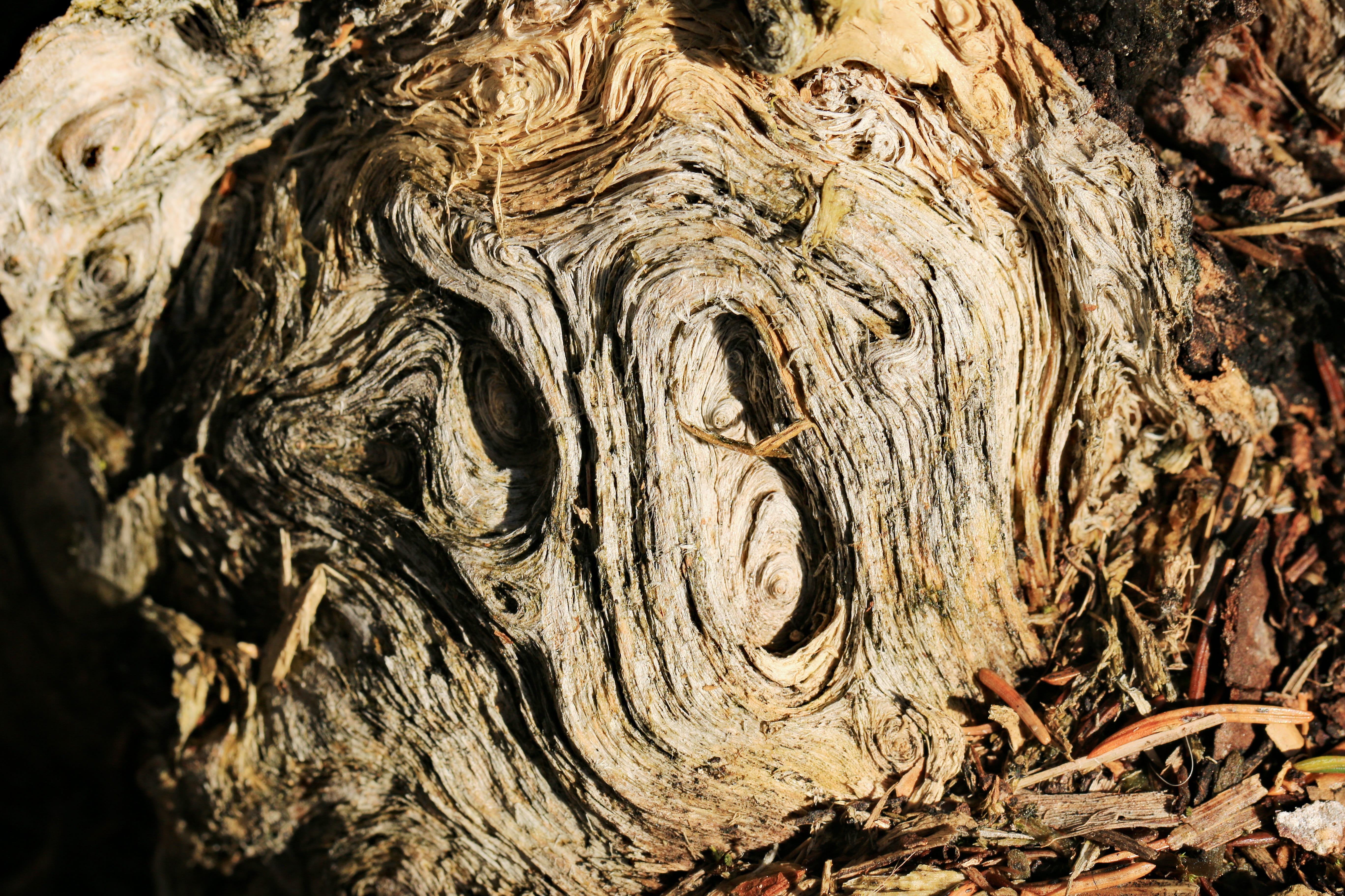 day, rough, tree trunk, textured, carving, decomposed, craft, plant bark, root, wood - material, 5K, natural pattern, braid, trunk, morsch, bark, close-up, HD Wallpaper