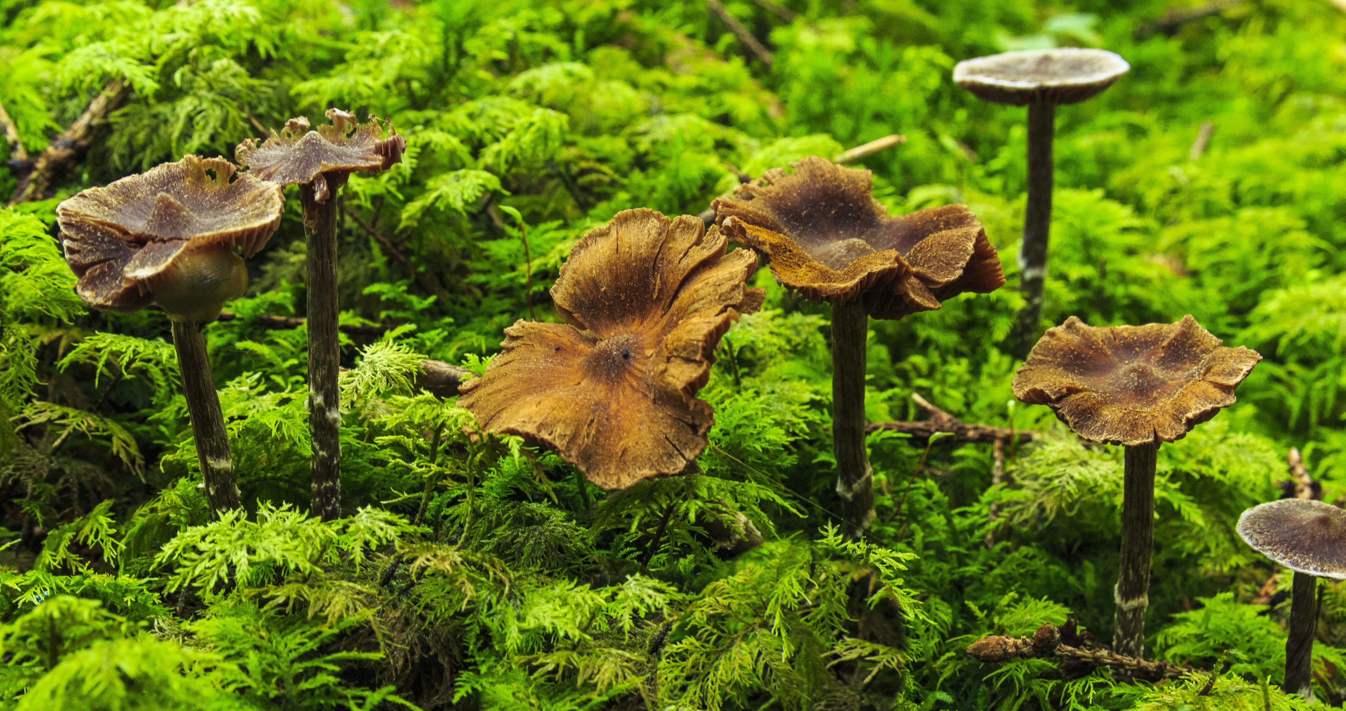 animal themes, mushroom, plant, gift, beauty in nature, close-up, green color, toxic, moist, plant part, animal, fungus, animals in the wild, close, autumn, HD Wallpaper