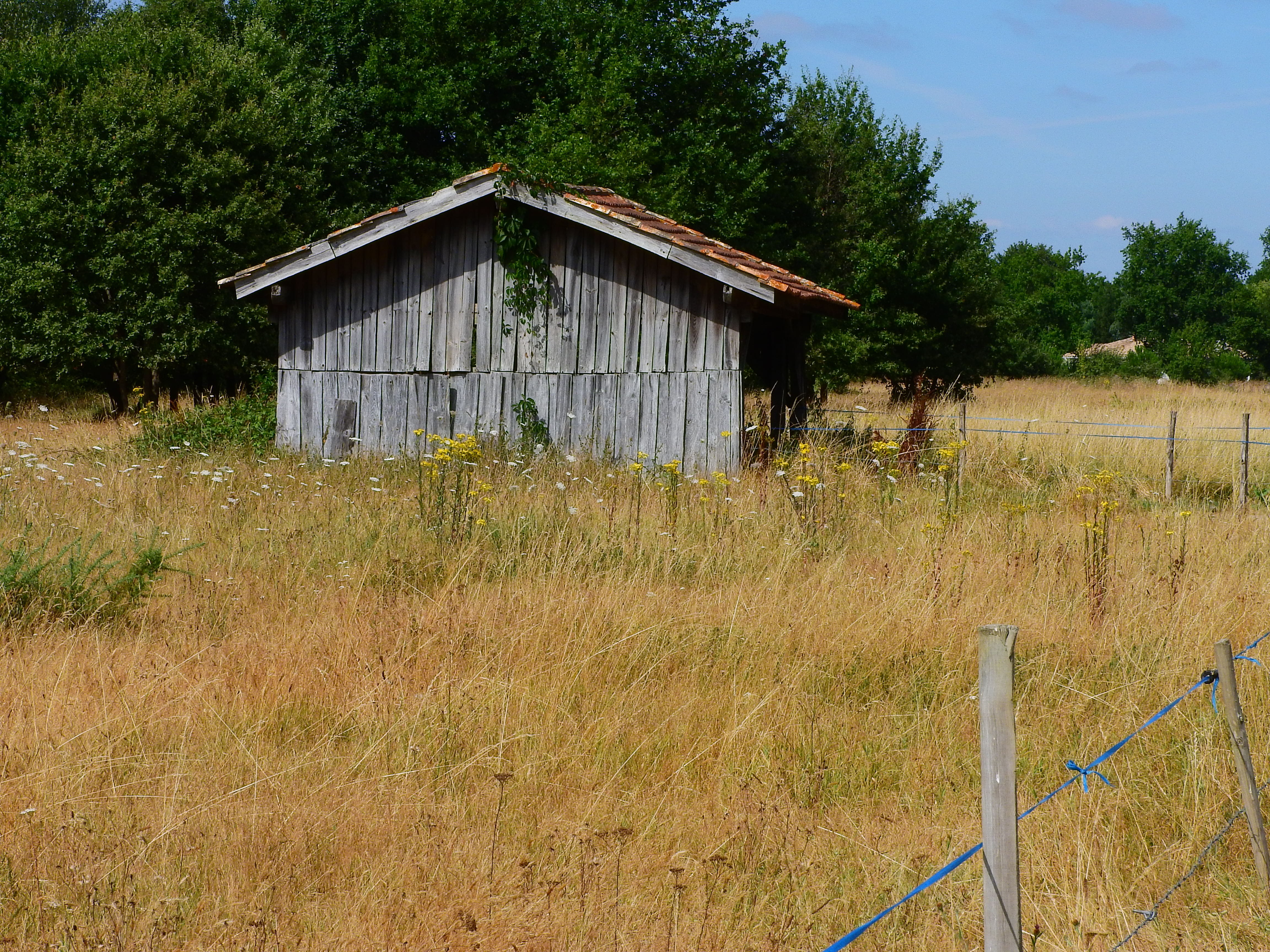 charm, idyllic, log cabin, outdoors, no people, house, decay, meadow, non-urban scene, land, tree, forest, wood - material, grass, green color, landscape, HD Wallpaper