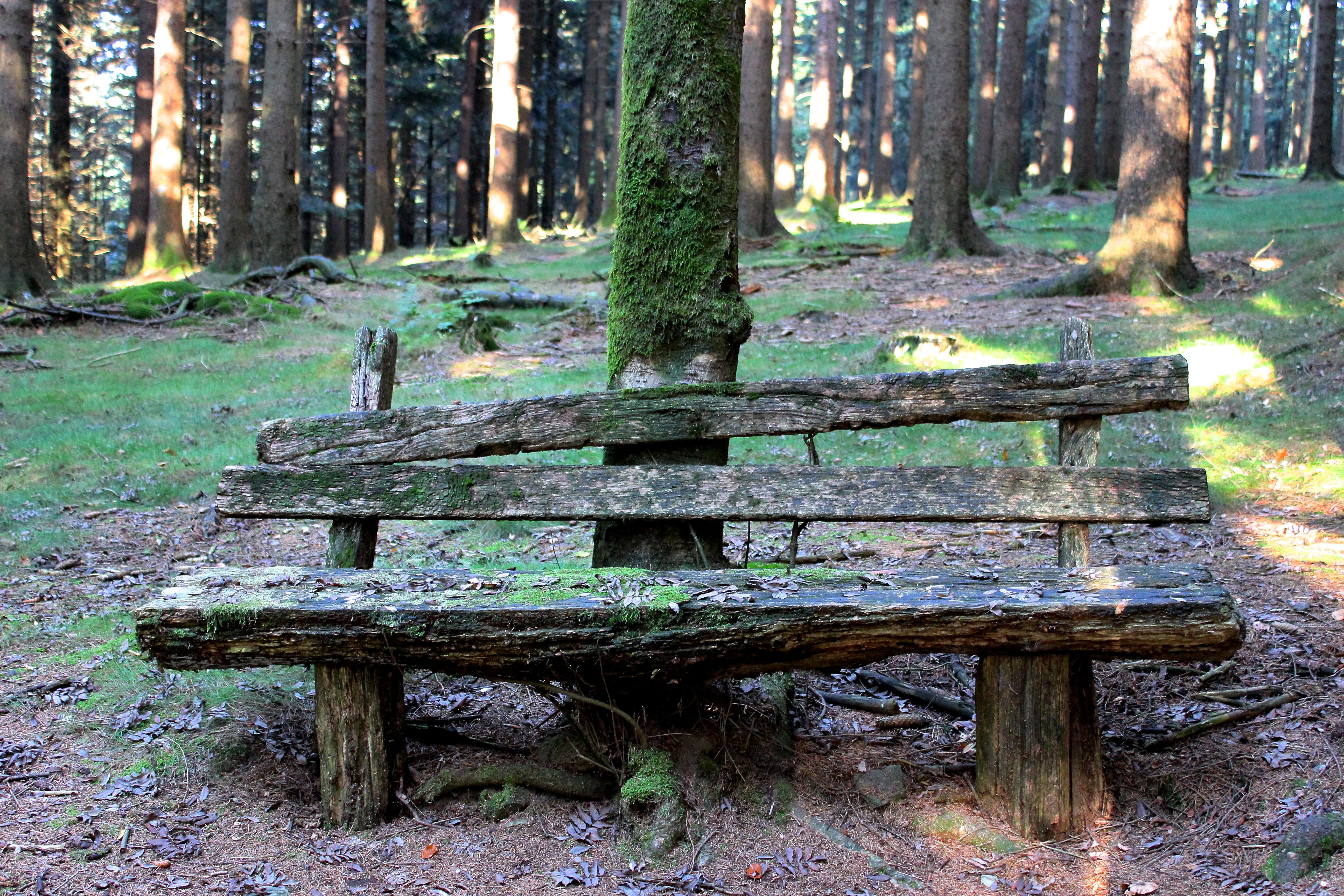 growth, empty, footpath, beauty in nature, day, decay, leaf, tranquility, tree trunk, no people, wooden, seat, bench, 5K, wood - Material, nature, trunk, HD Wallpaper
