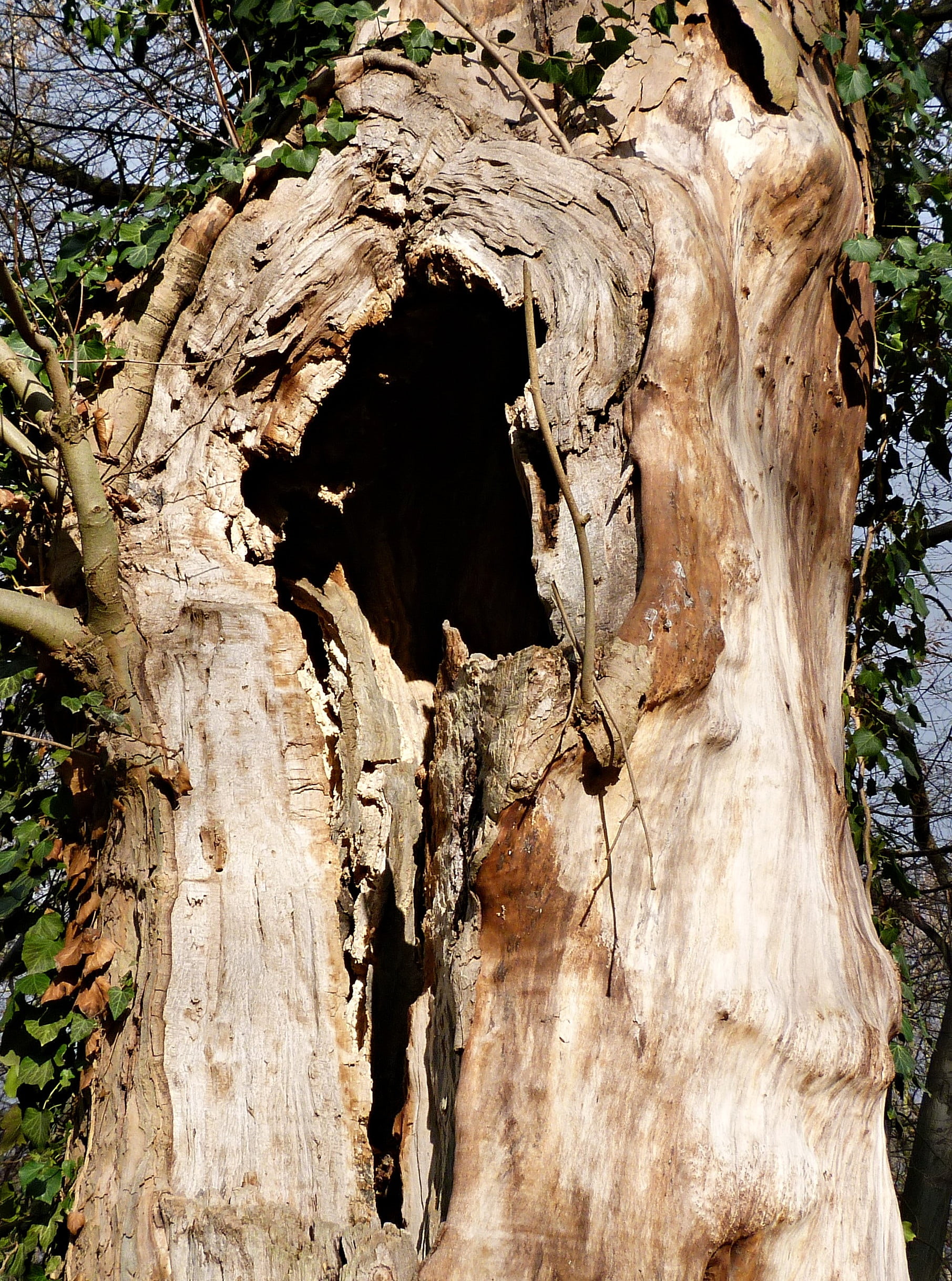 park, wood, tree, bark, aesthetic, growth, tranquility, natural pattern, rough, pattern, sunlight, 1080P, hole, dead tree, crown, nature, mystical, morsch, Phone HD Wallpaper