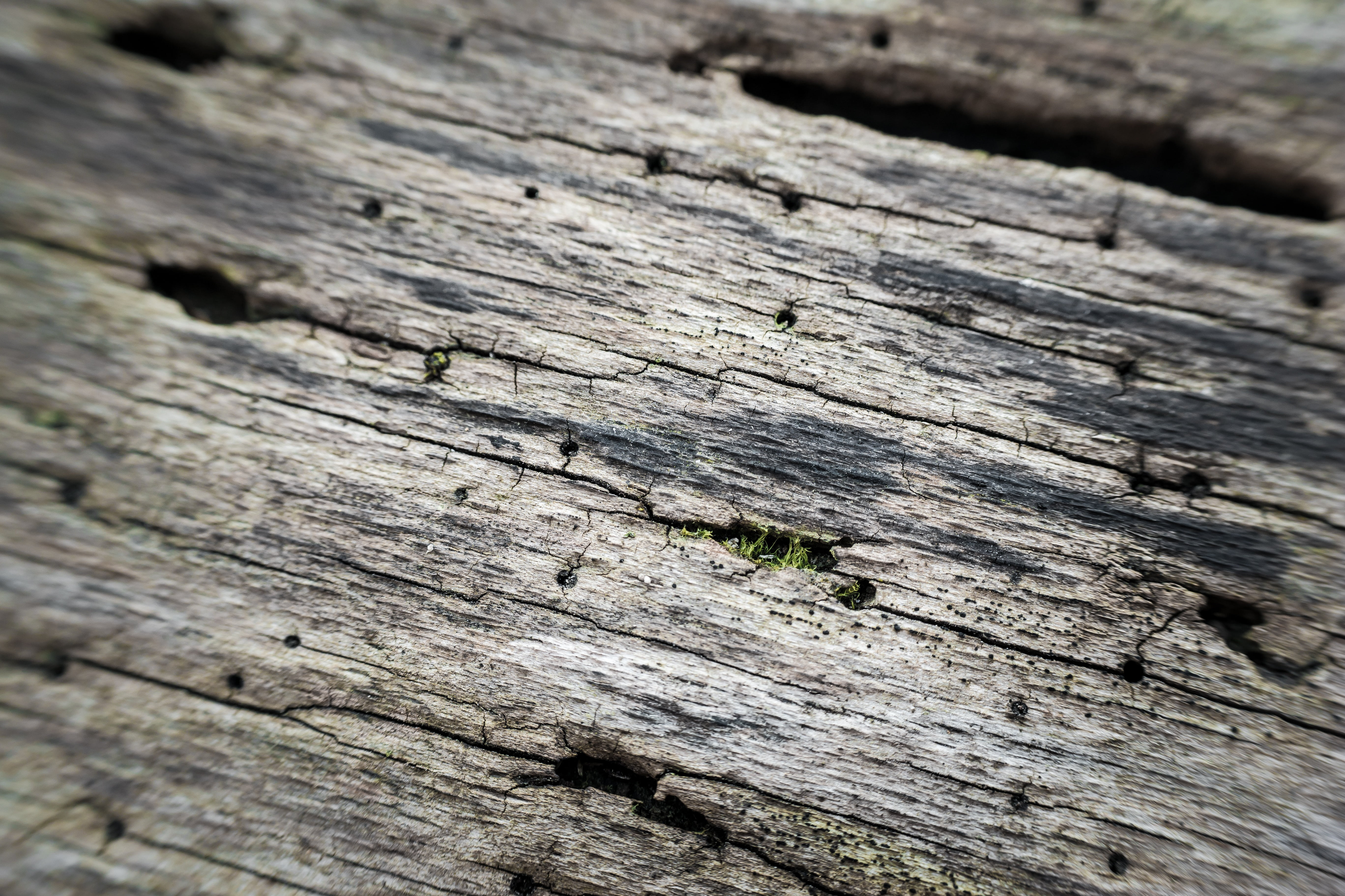 cracked, full frame, morsch, injury, wood, nature, outdoors, old, bark, backgrounds, close-up, pattern, tree, textured, wood - material, log, nail, 5K, HD Wallpaper