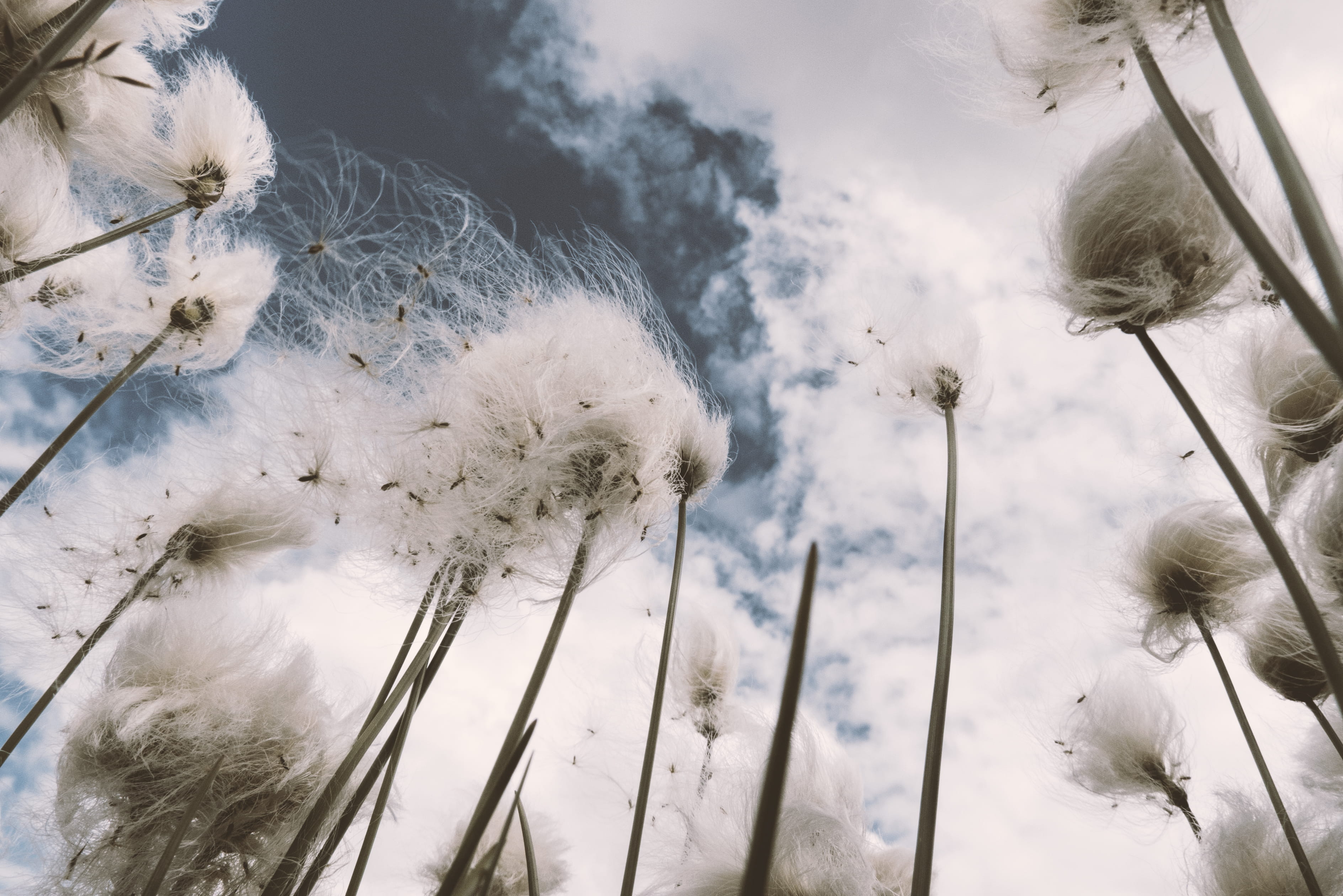 person, snow, grass, icicle, cold temperature, flower, outdoors, face, beauty in nature, frozen, no people, switzerland, day, nature, grimsel pass, portrait, HD Wallpaper
