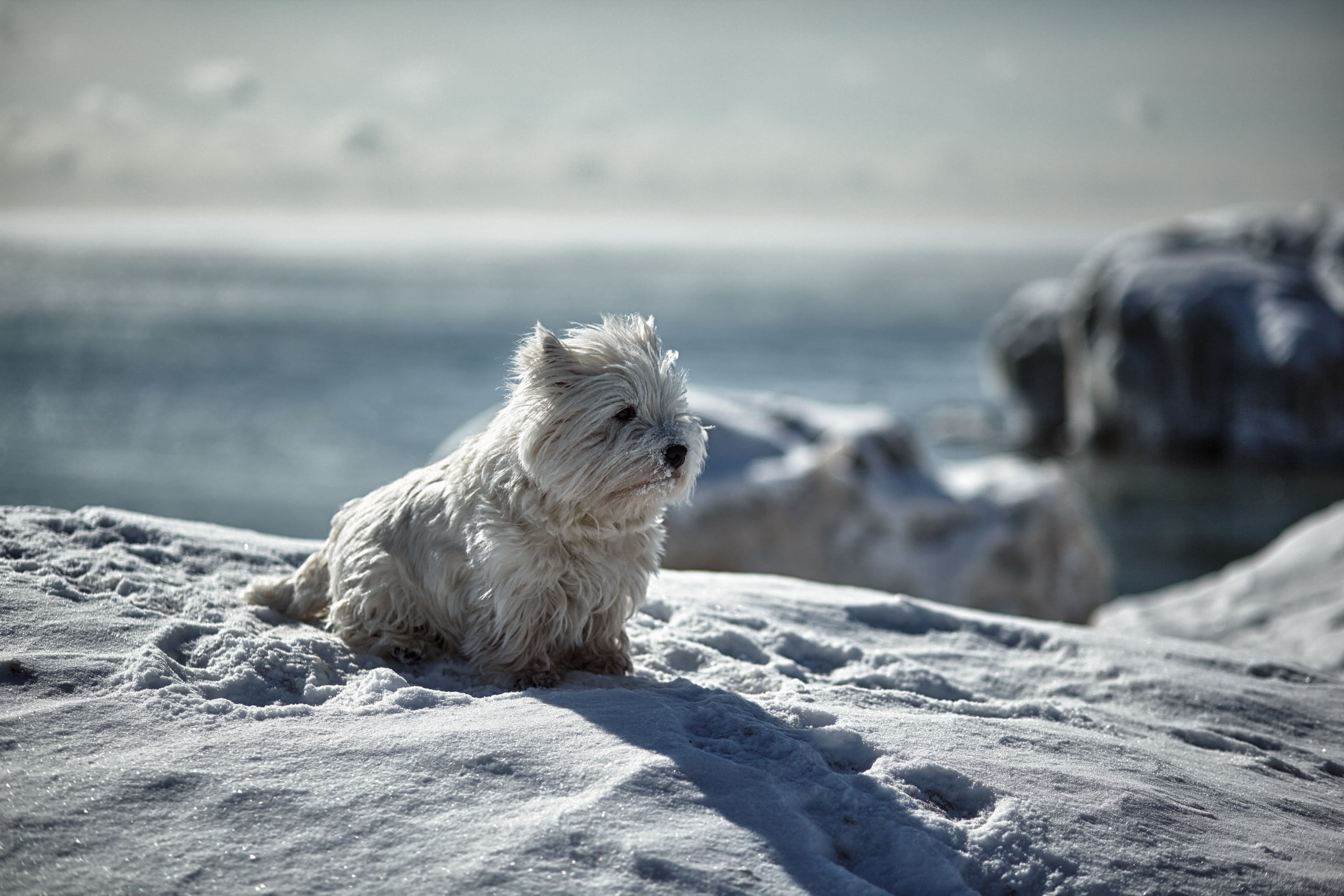 winter, fur, white color, cold temperature, sea, purebred Dog, outdoors, looking, cute, west, focus on foreground, nature, 2K, one animal, domestic Animals, HD Wallpaper
