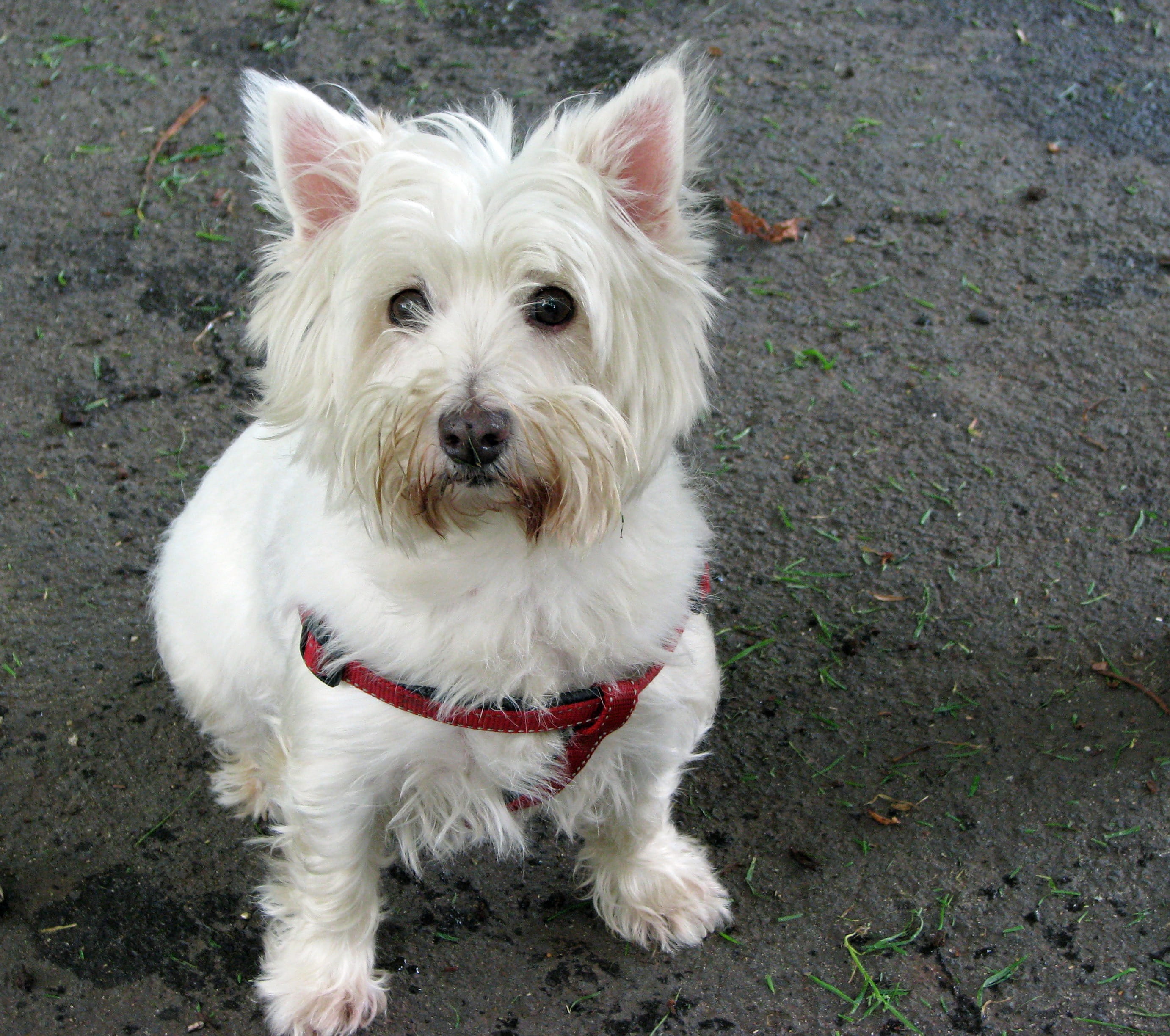 breed, vertebrate, animal, sitting, domestic animals, highland, animal themes, one animal, West Highland White Terrier, collar, cute, Westie, mammal, day, HD Wallpaper