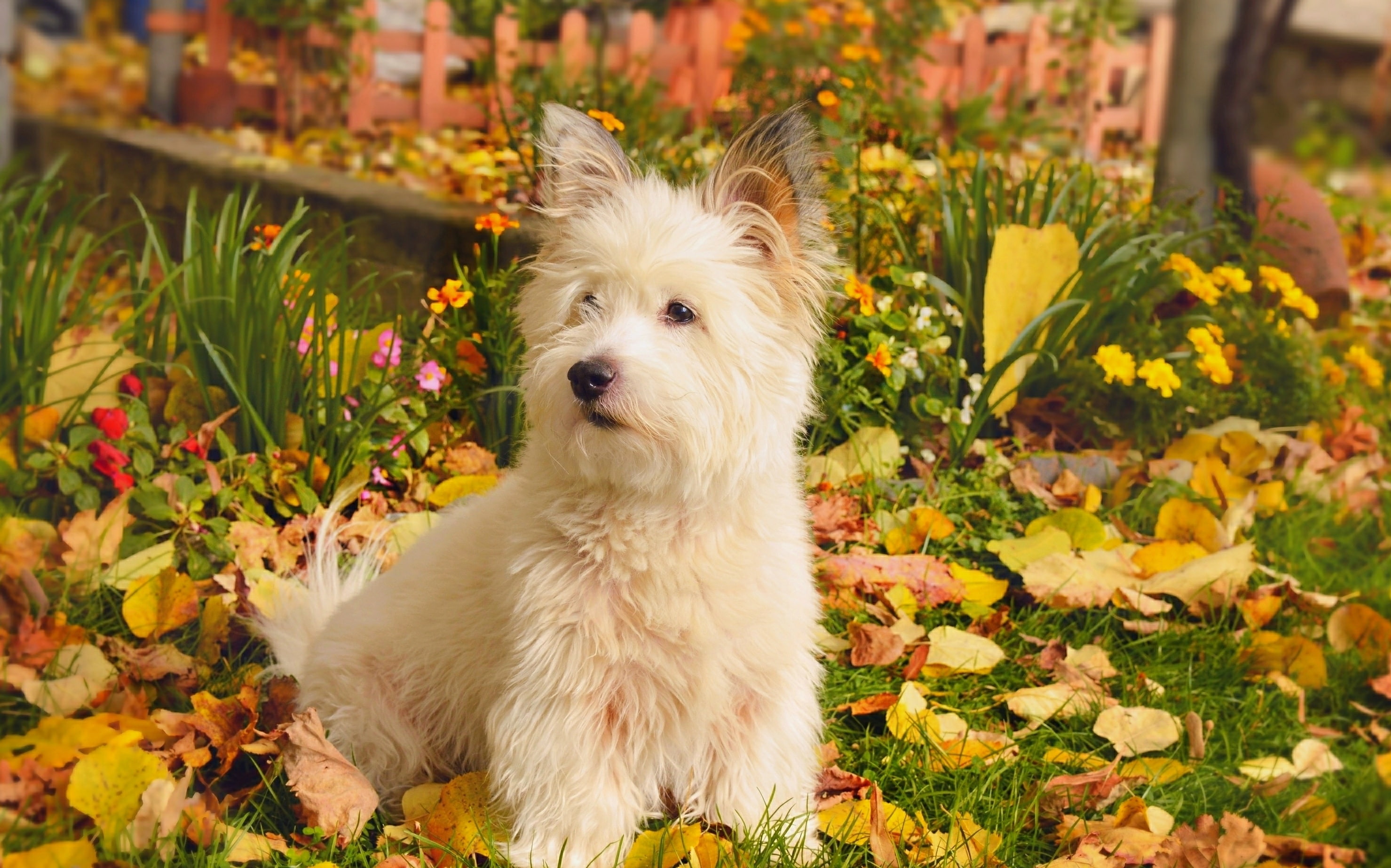 Pet, Dog, Dogs, West Highland White Terrier, 2K, HD Wallpaper