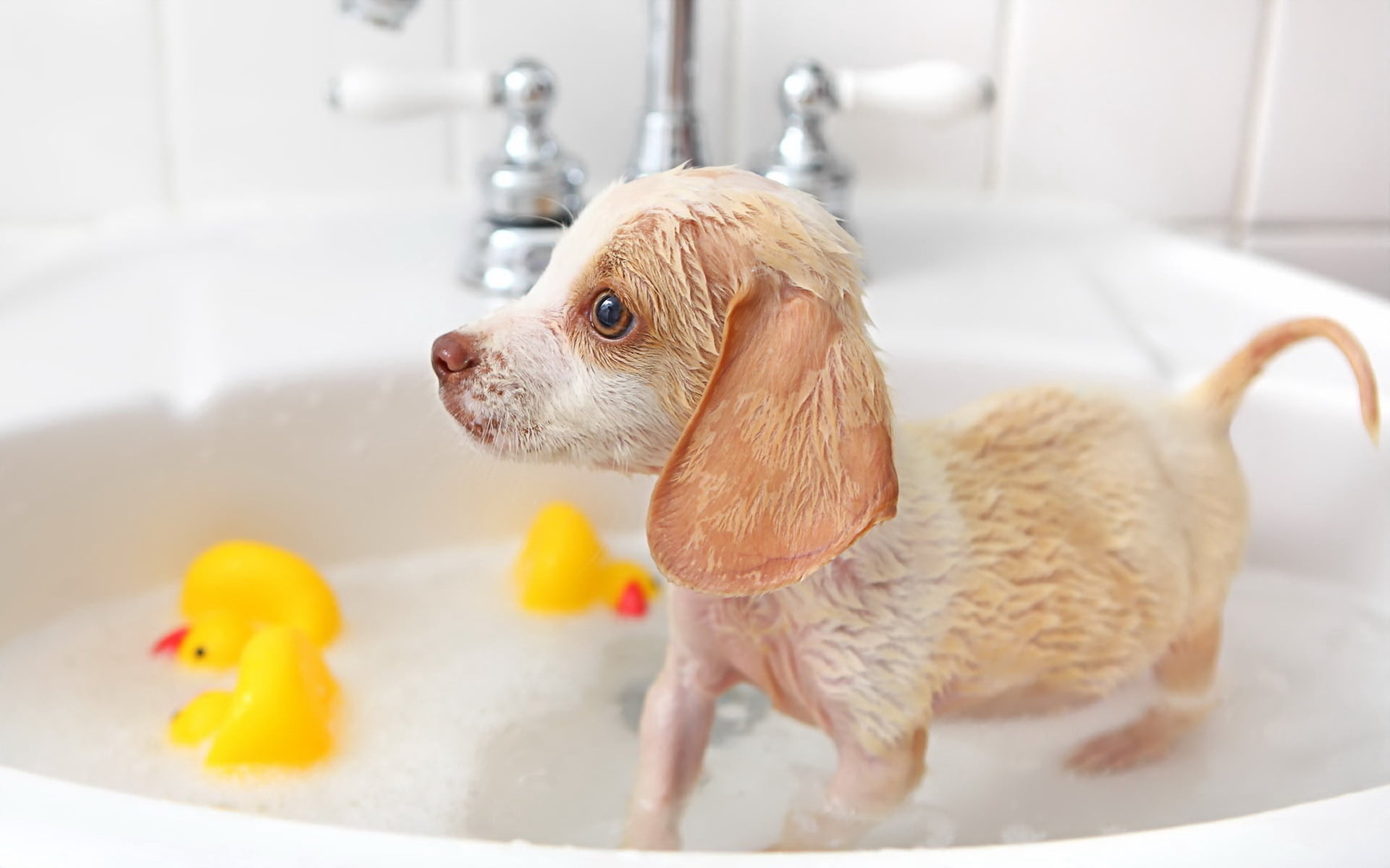 coated, fawn, chihuahua - dog, short, animal themes, taking a bath, domestic room, look, soap sud, mammal, running water, dog, pets, bathtub, domestic bathroom, HD Wallpaper