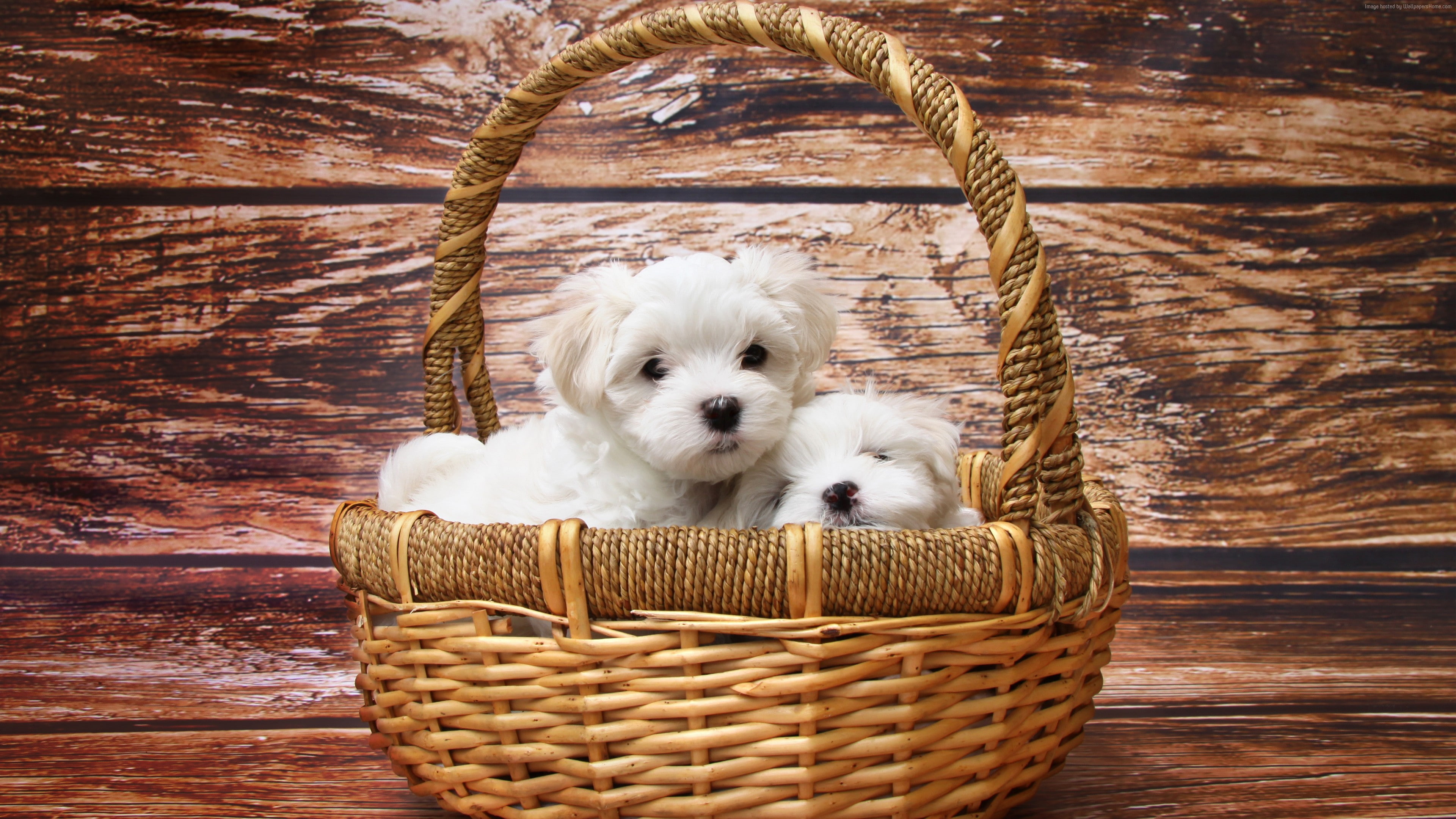 puppy, Maltese dogs, pet, white, 4K, HD Wallpaper