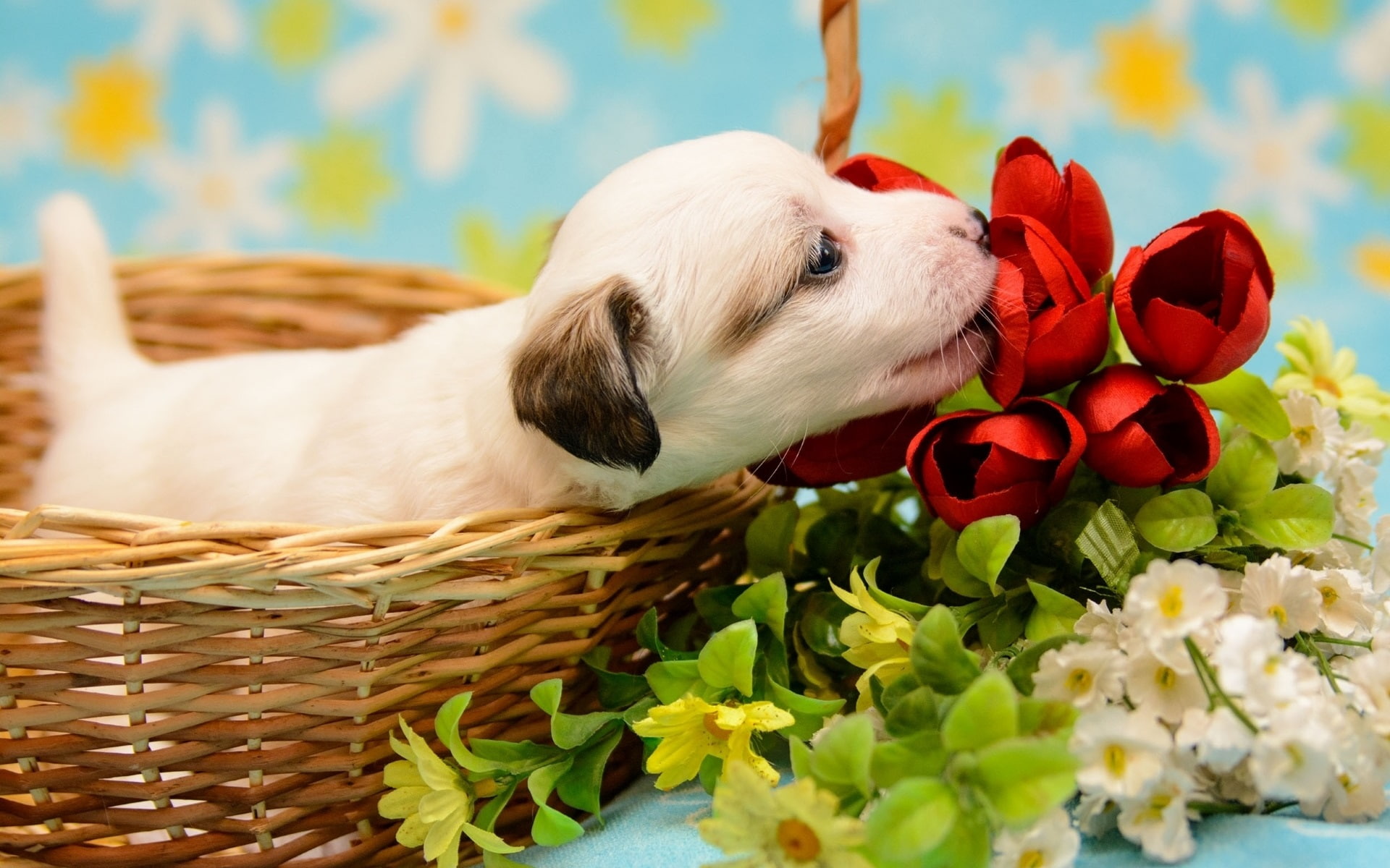 Puppy, 1080P, Basket, coated, Flowers, short, black, White, HD Wallpaper