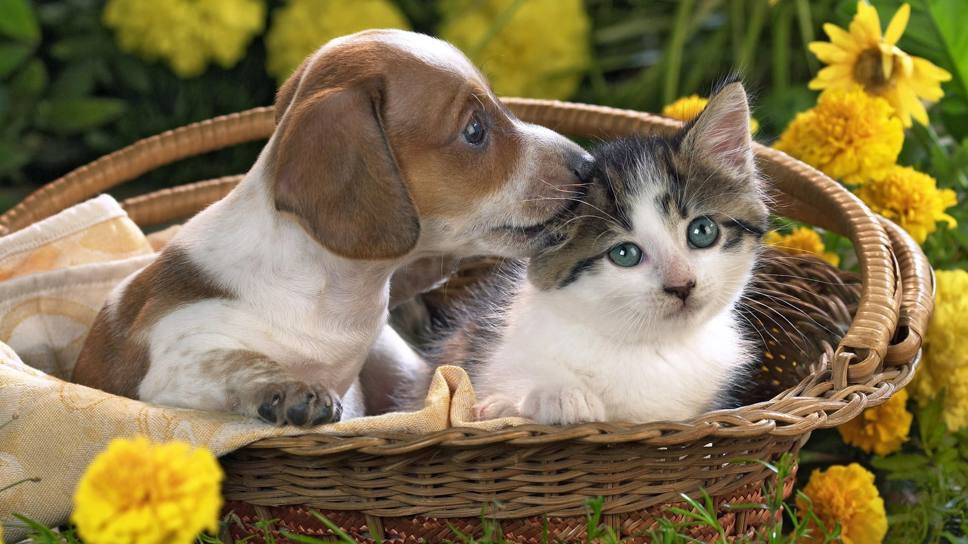 dog, 1080P, animal, beautiful, dachshund, sitting, nature, mammal, feline, beauty In Nature, cat, summer, one animal, purebred Dog, flowers, domestic Cat, HD Wallpaper