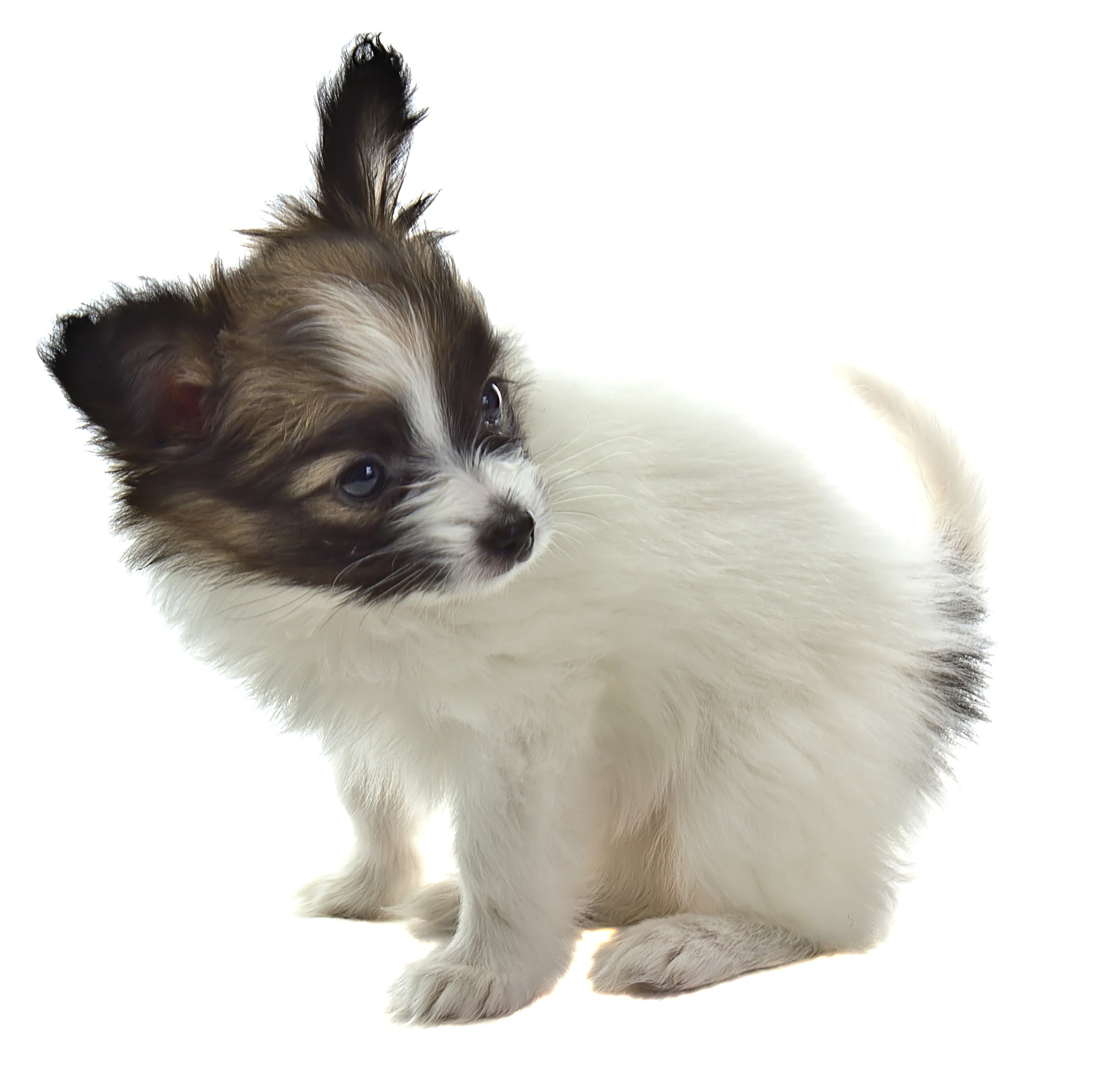 papillon, canine, purebred Dog, black, white color, lap Dog, puppy, small, coated, cute, animal themes, white, full length, vertebrate, pets, animal, one Animal, HD Wallpaper