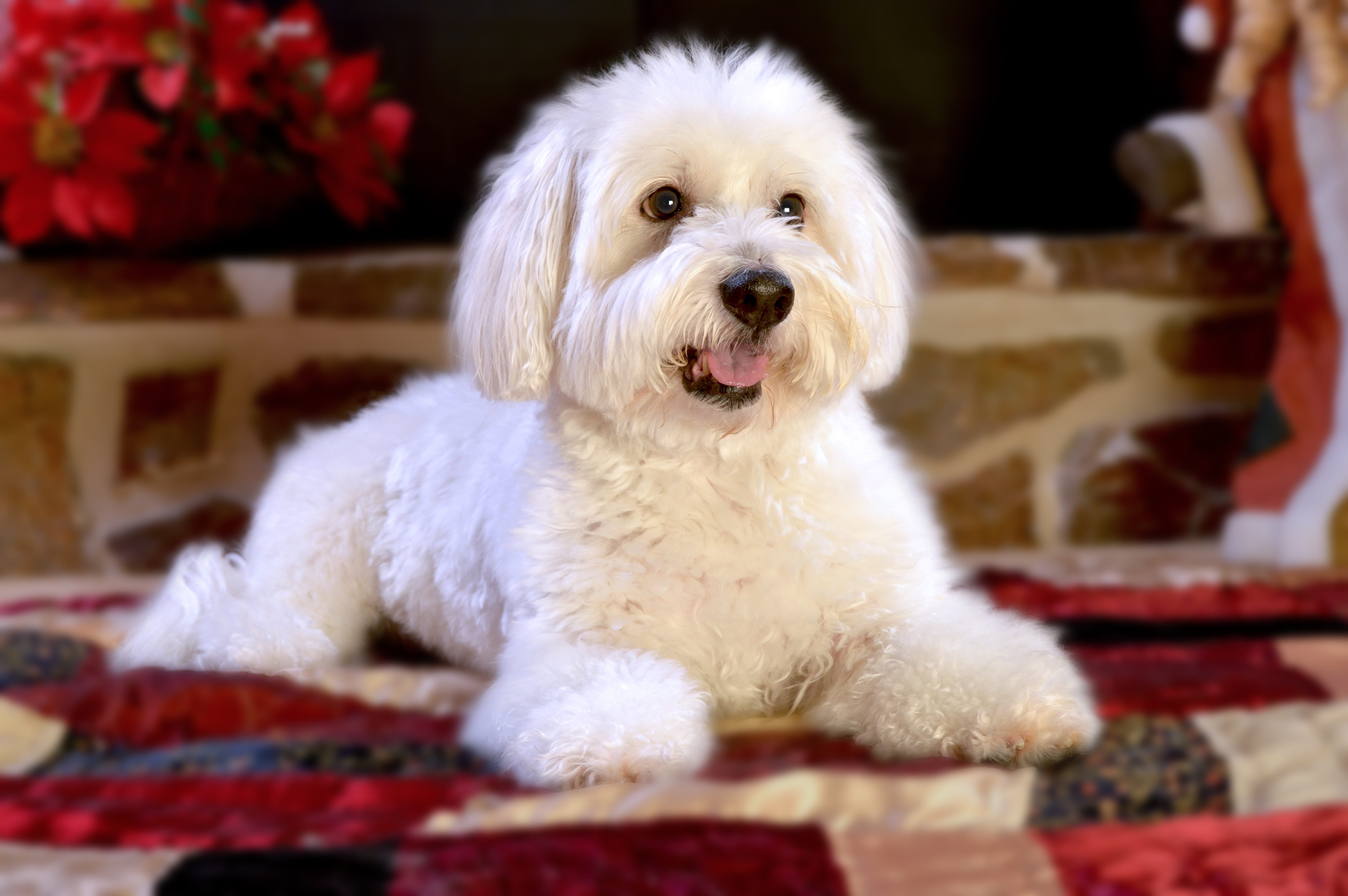 poodle, animal themes, sitting, dog, domestic animals, portrait, white color, doggy, west highland white terrier, 5K, one animal, cute, pets, mammal, pet, HD Wallpaper