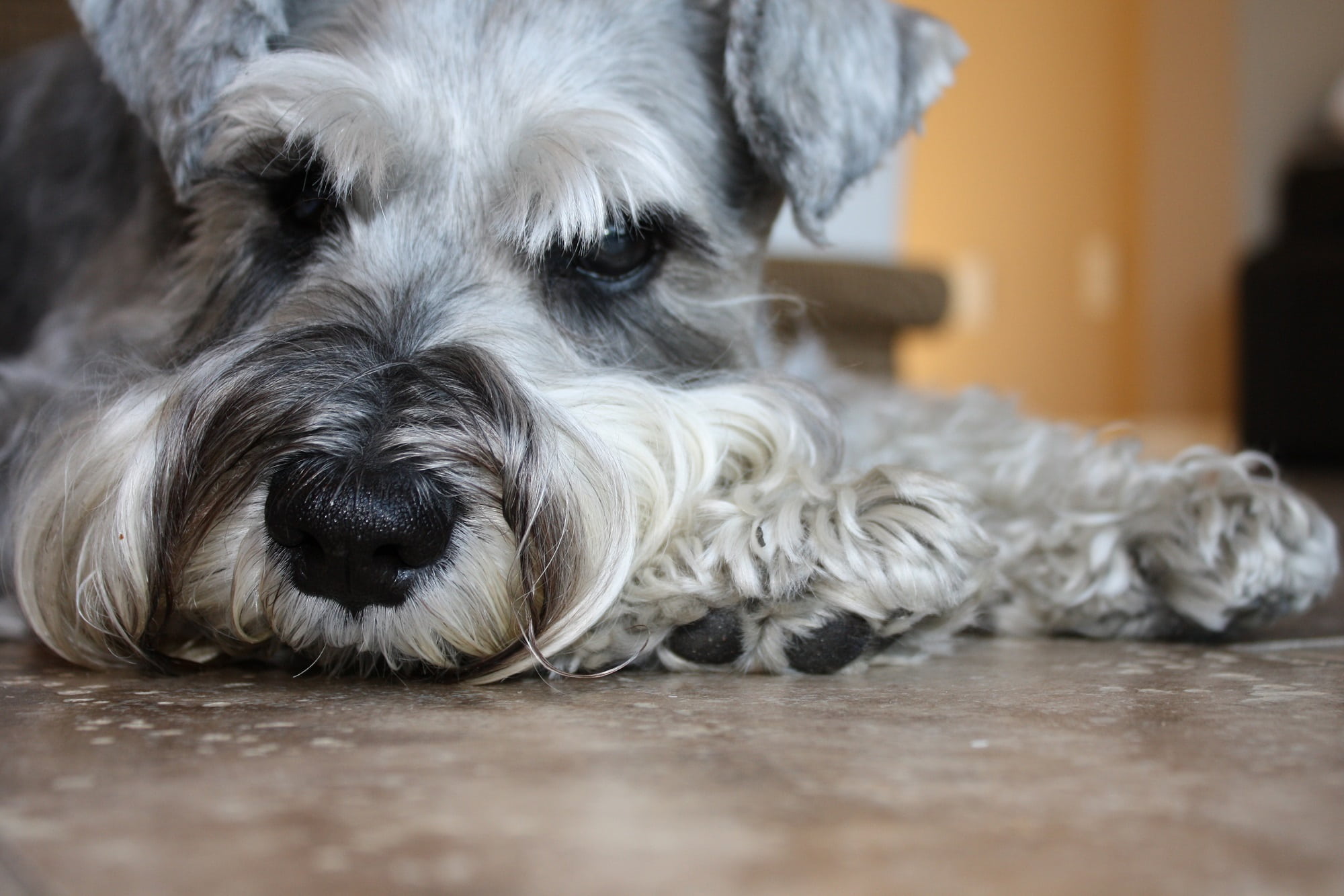 shih tzu, no people, one animal, looking at camera, cute, indoors, animal, canine, purebred Dog, domestic, miniature, photo, flooring, animal themes, selective focus, HD Wallpaper