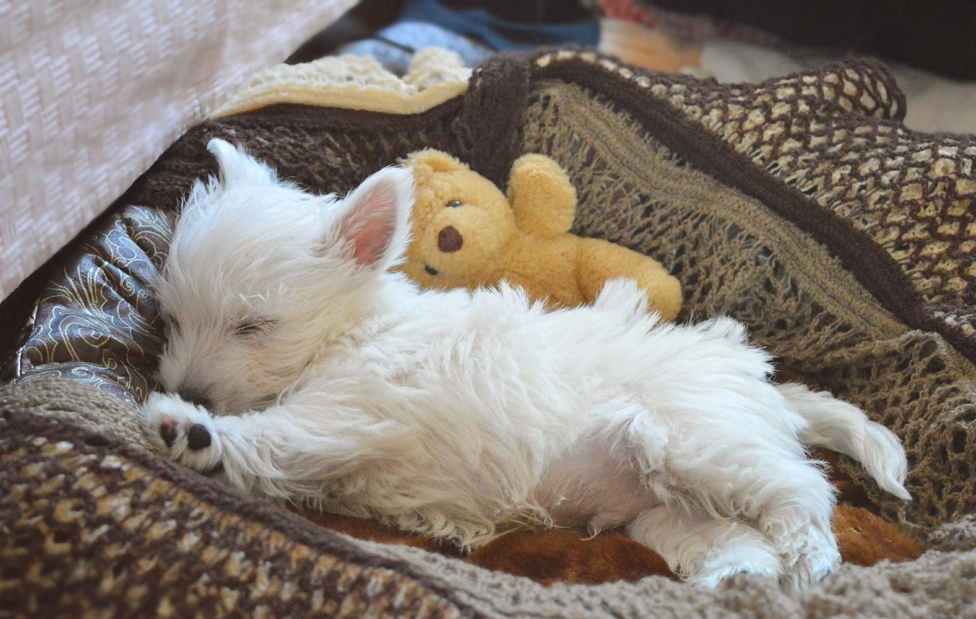 Puppy, West Highland White Terrier, Pet, Baby Animal, Dogs, Sleeping, Dog, 1080P, HD Wallpaper