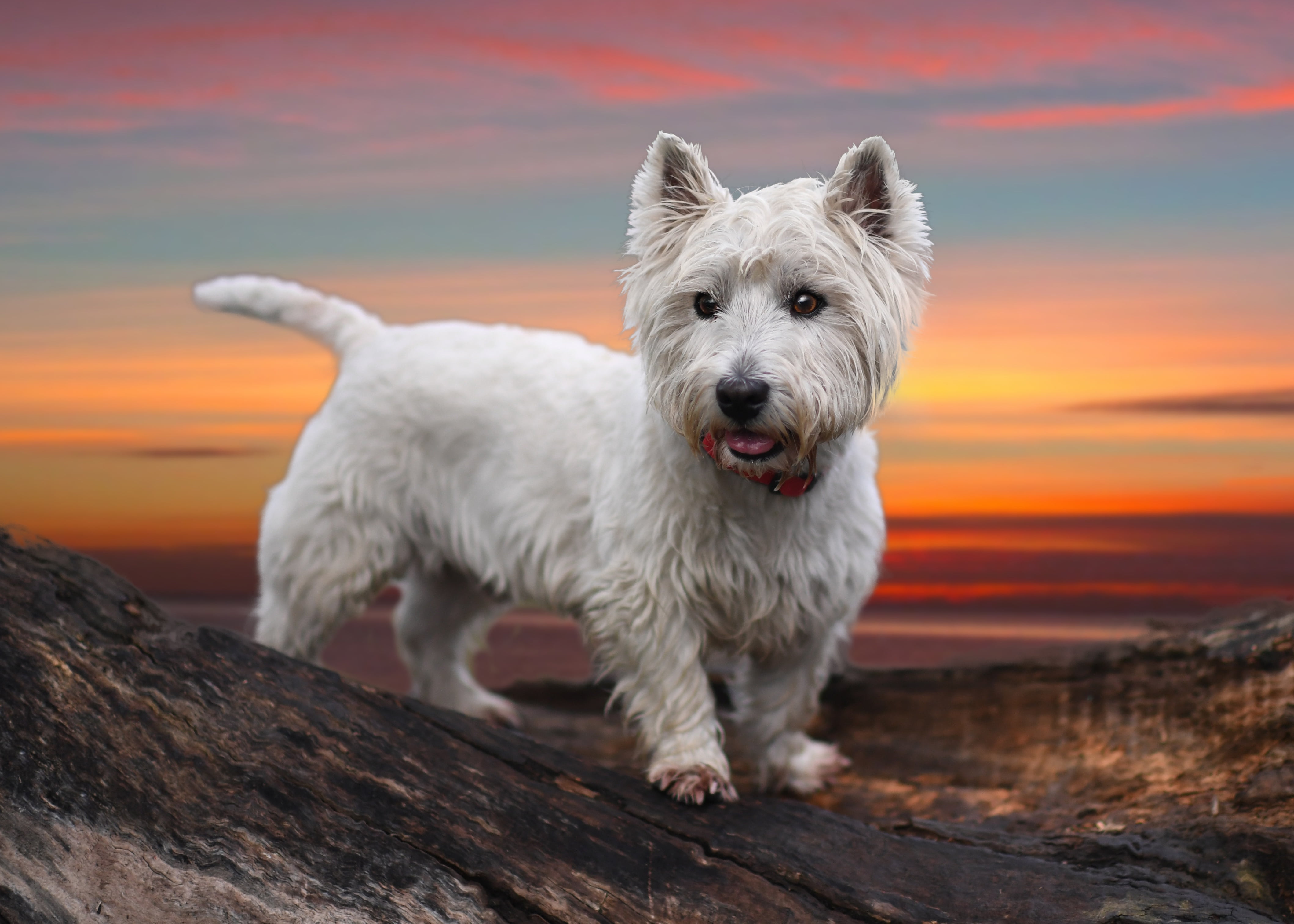 west highland white terrier, white, domestic, coated, domestic animals, looking at camera, vertebrate, The West highland white Terrier, orange color, no people, HD Wallpaper