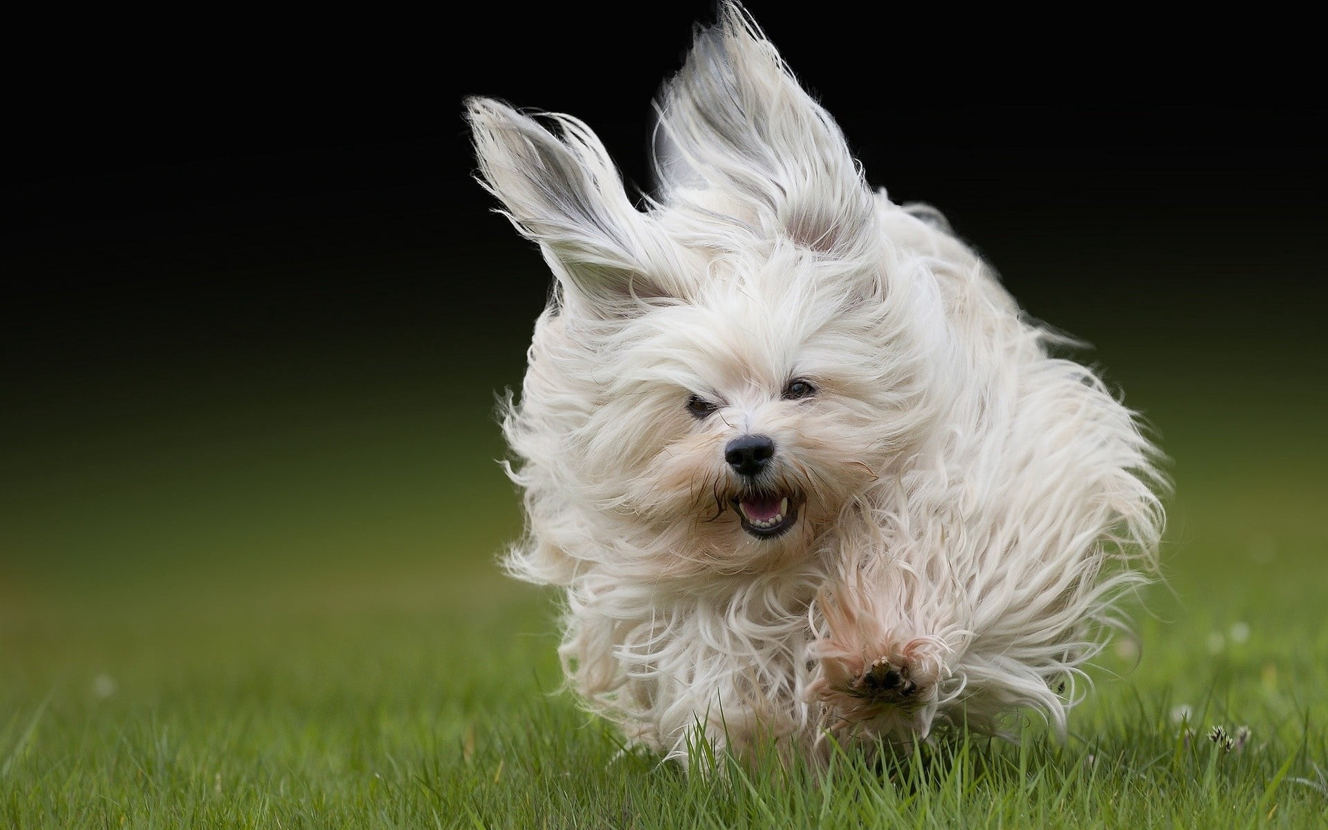 animal hair, pets, nature, fluffy, field, mammal, grass, dog, run, hair, animal themes, animal, vertebrate, shih tzu, small, white color, no people, maltese, HD Wallpaper