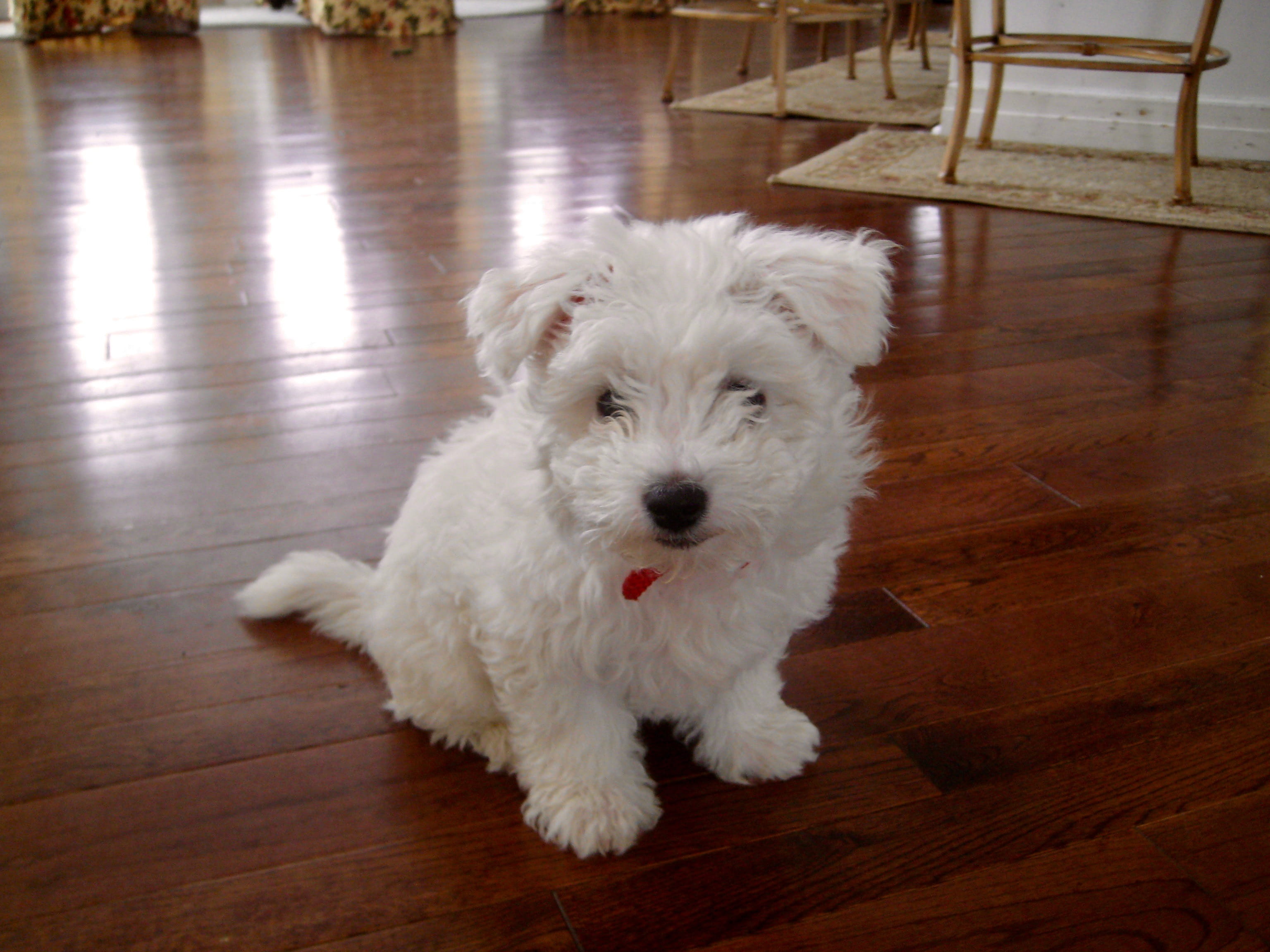 2K, domestic animals, west highland white terrier, animal themes, white color, mammal, swanton, flooring, wood, portrait, dog, domestic, looking at camera, HD Wallpaper