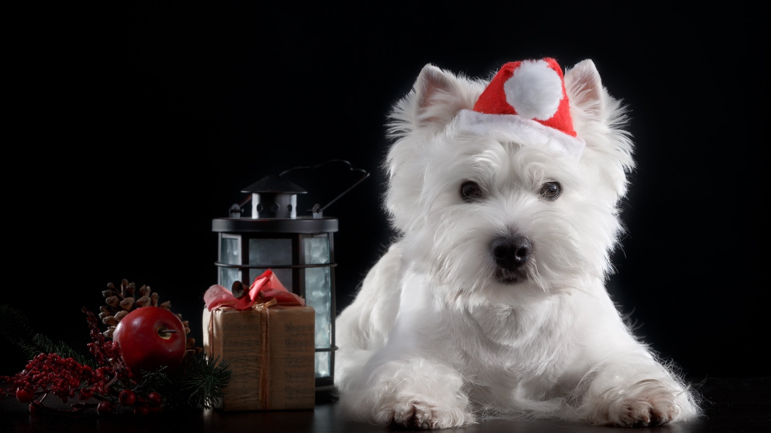 christmas ornament, domestic, cute, white color, 2K, mammal, caine, domestic animals, :-), indoors, studio shot, santa, christmas, one animal, black, hat, HD Wallpaper