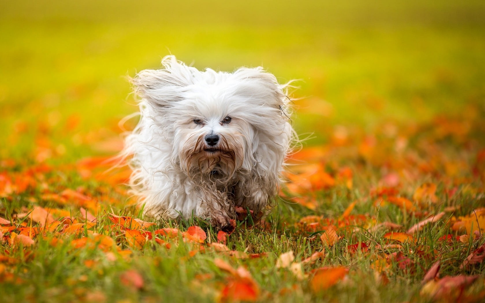 selective focus, plant, pets, small, autumn, one animal, relaxation, shih tzu, white, domestic, white color, animal hair, hair, animal, foliage, grass, HD Wallpaper